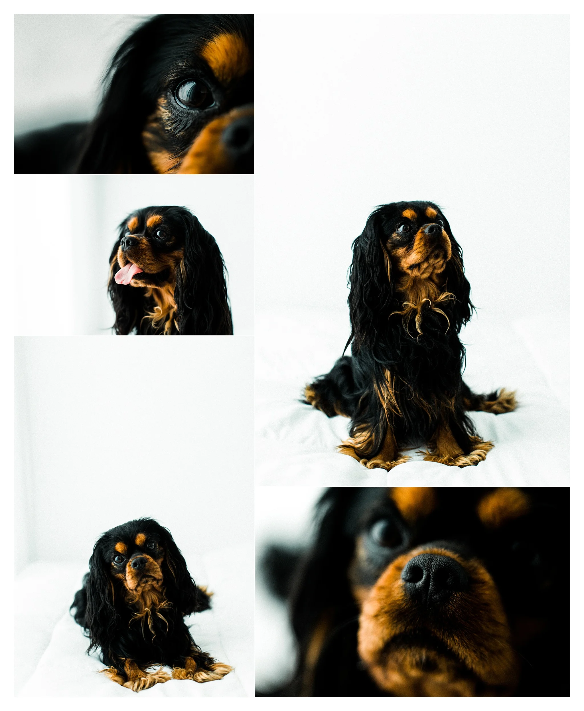 Pet Photography Portland, Oregon_3189.jpg