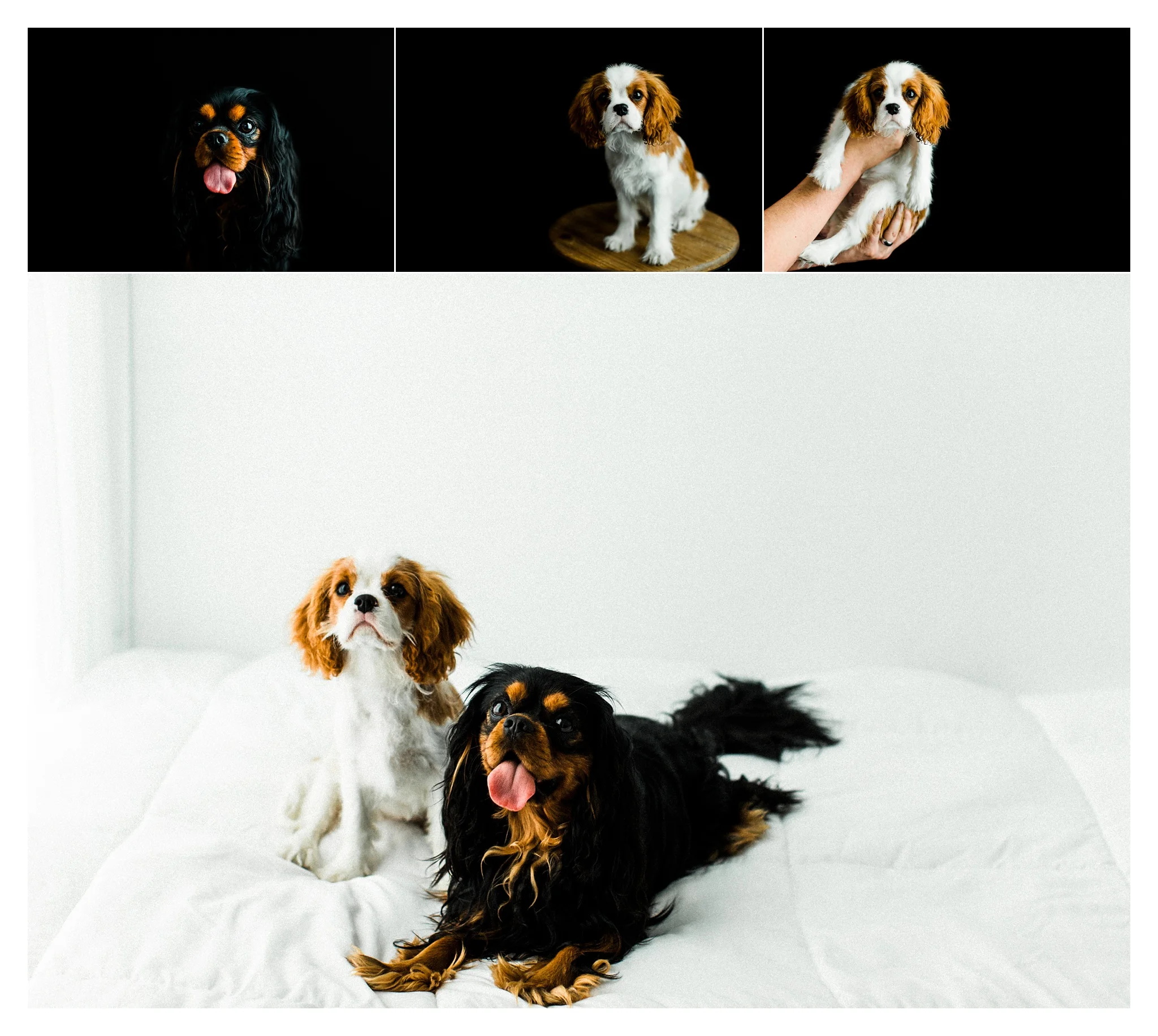 Pet Photography Portland, Oregon_3190.jpg