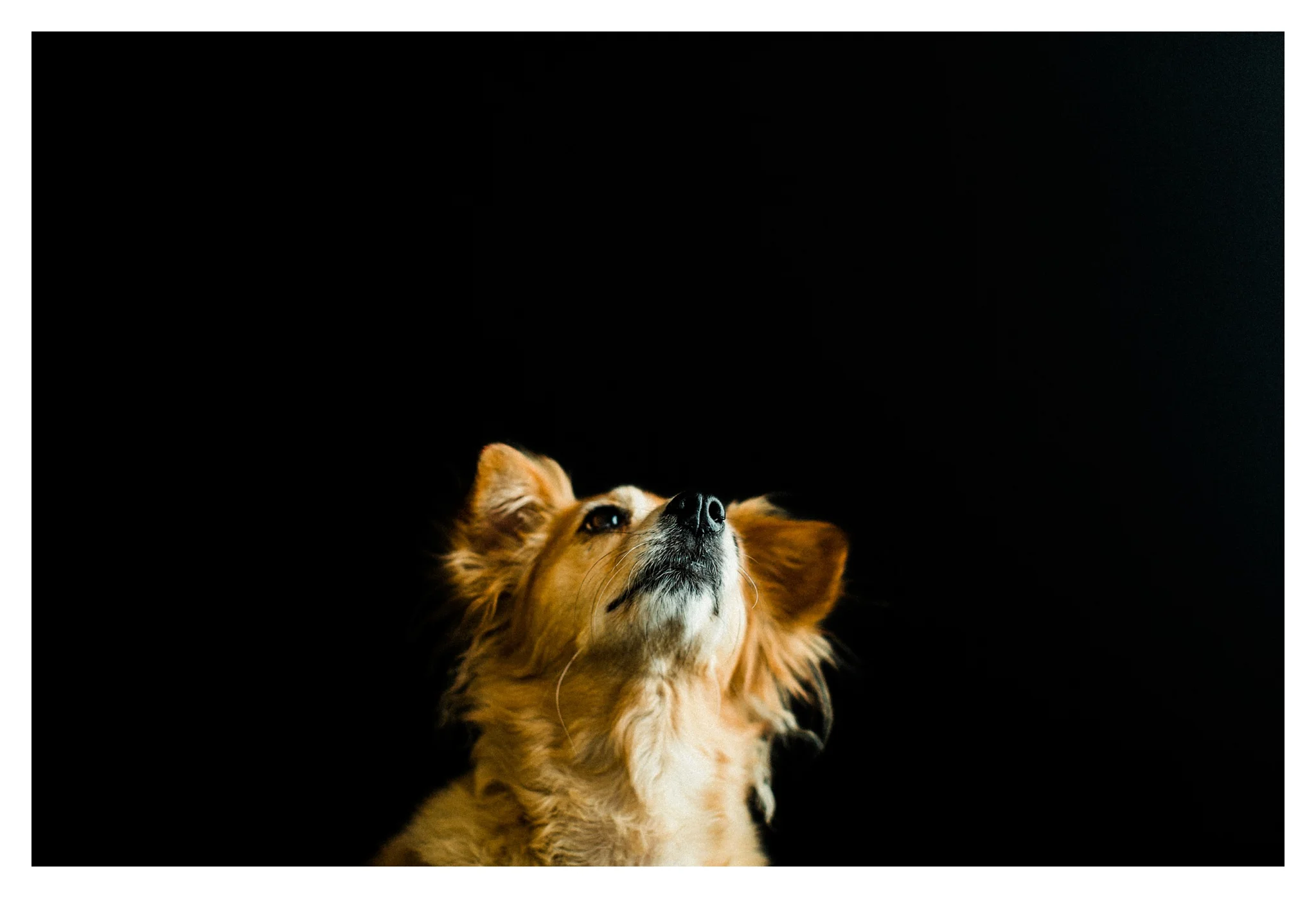 Pet Photography Portland, Oregon_3272.jpg