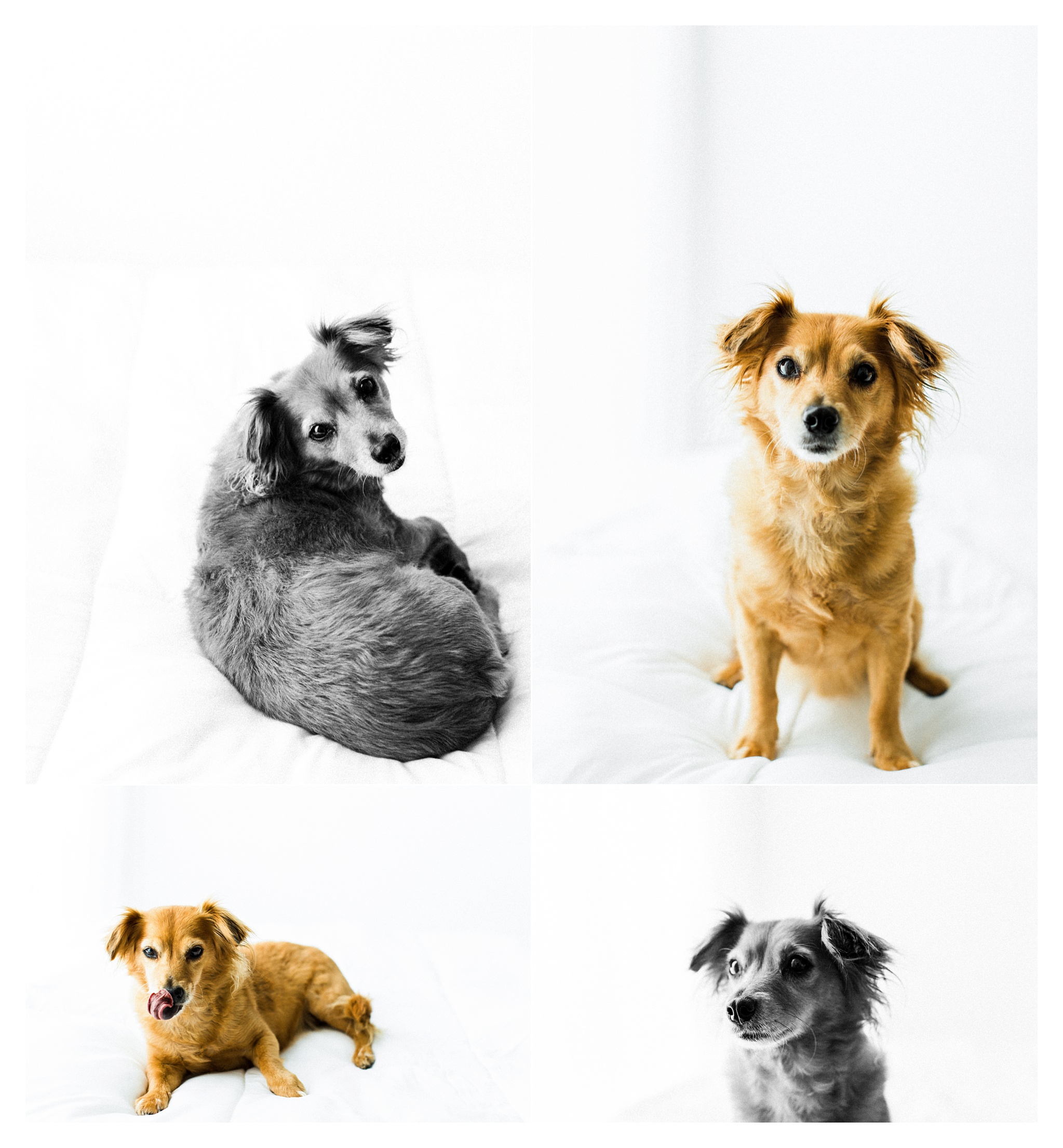 Pet Photography Portland, Oregon_3273.jpg