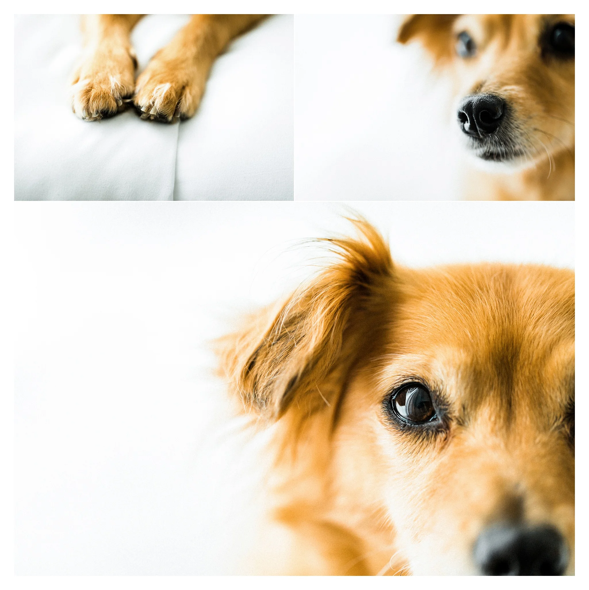 Pet Photography Portland, Oregon_3274.jpg