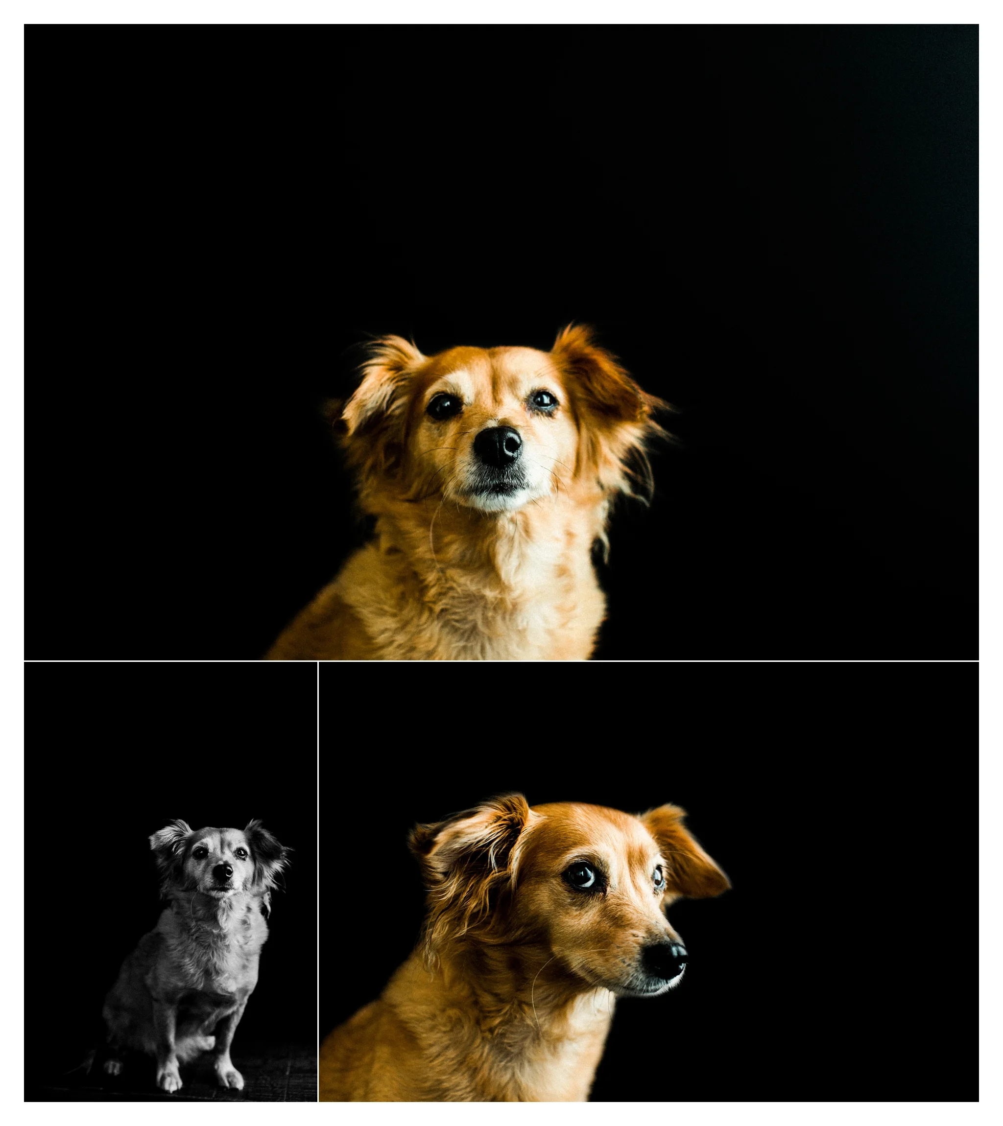 Pet Photography Portland, Oregon_3275.jpg