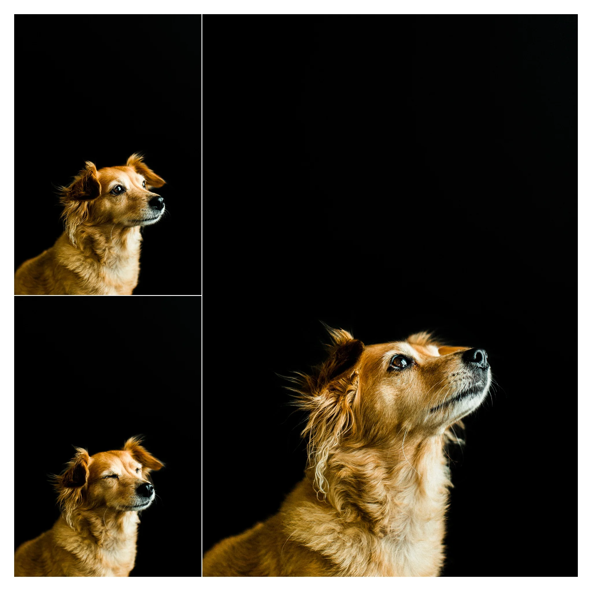 Pet Photography Portland, Oregon_3276.jpg