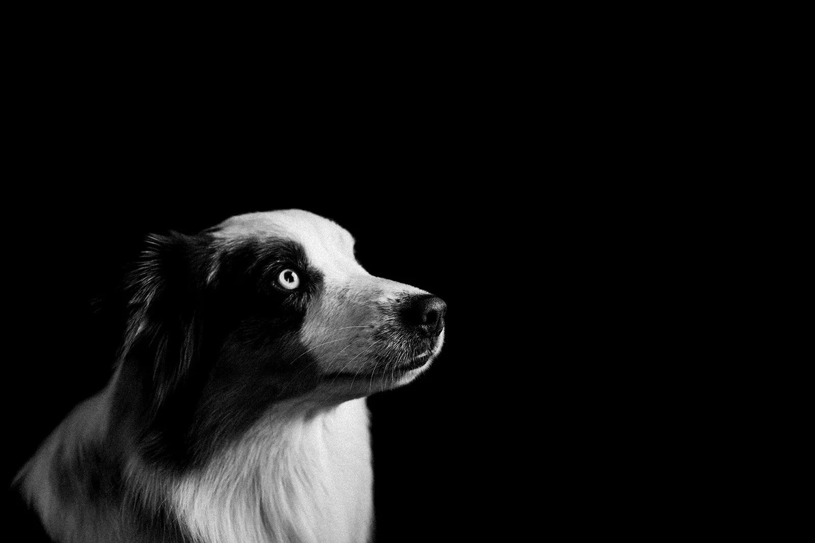 Buddy_PNW_Critter_Photography20.jpg