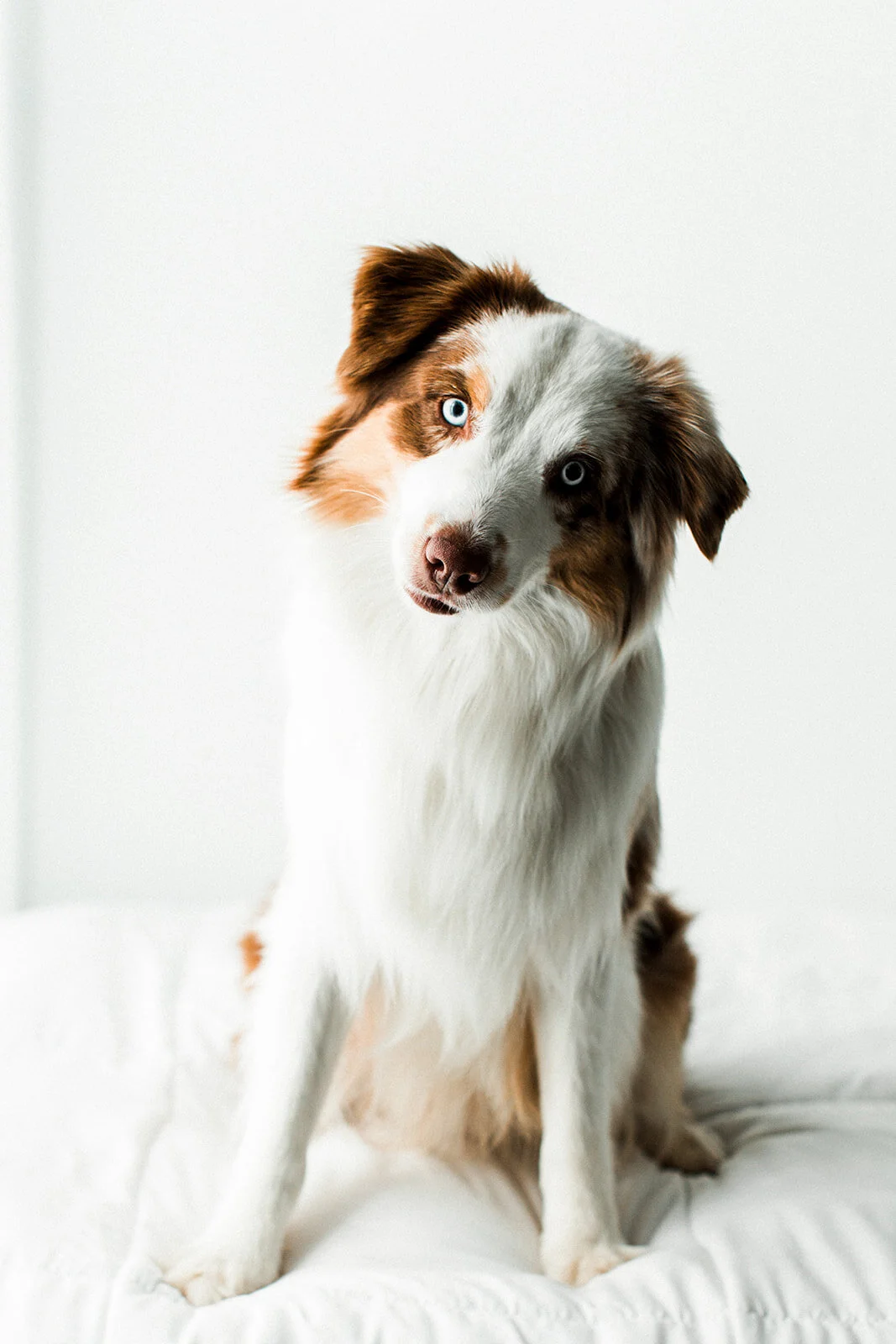Buddy_PNW_Critter_Photography01.jpg