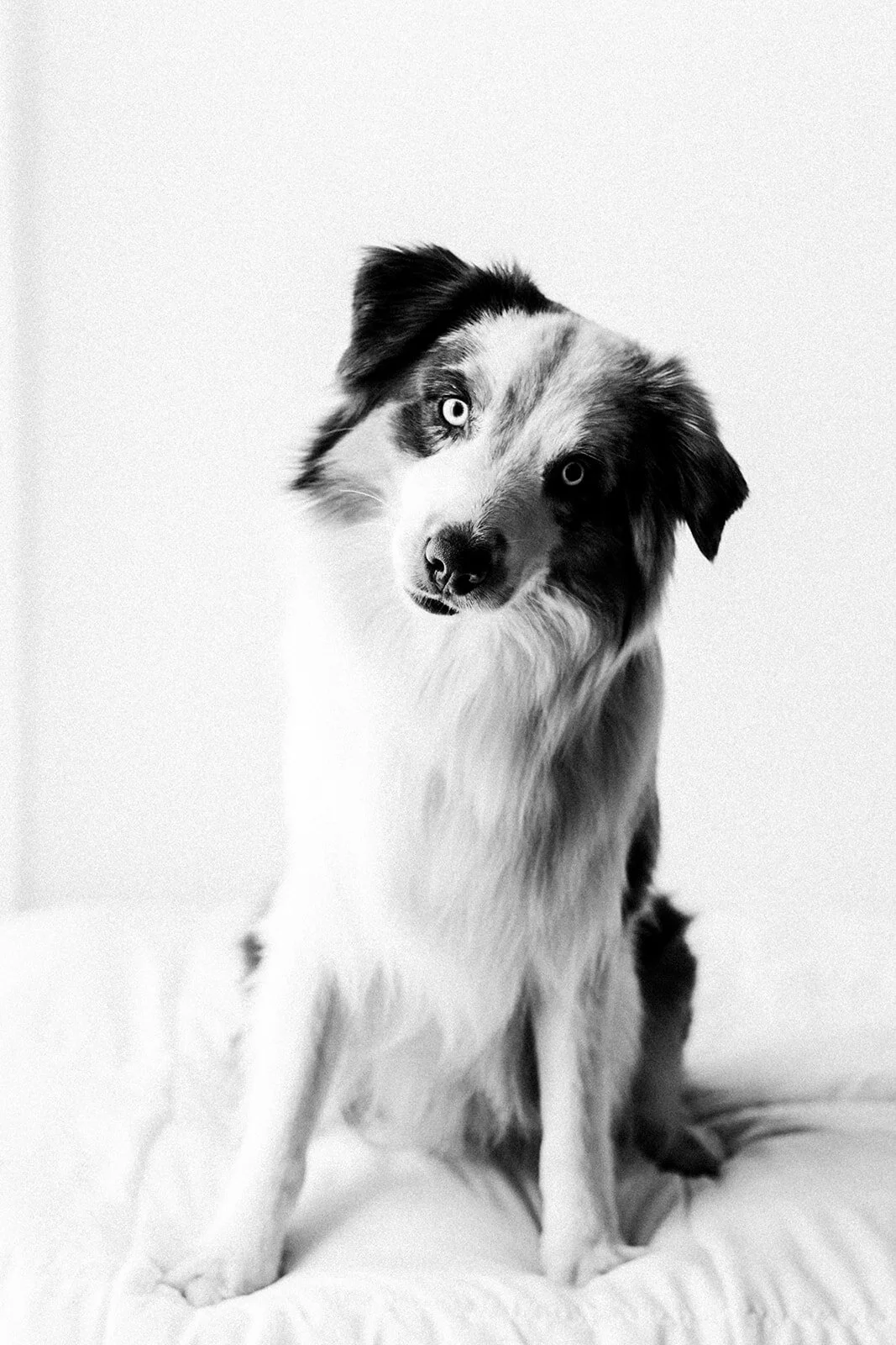 Buddy_PNW_Critter_Photography02.jpg