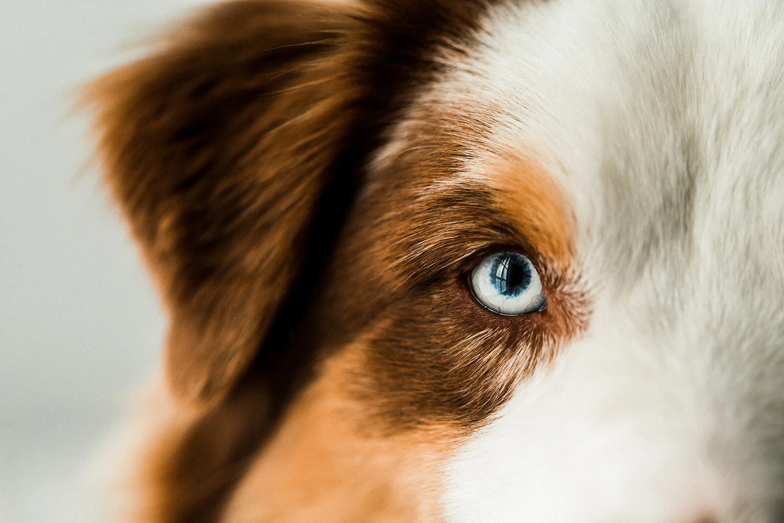 Buddy_PNW_Critter_Photography09.jpg