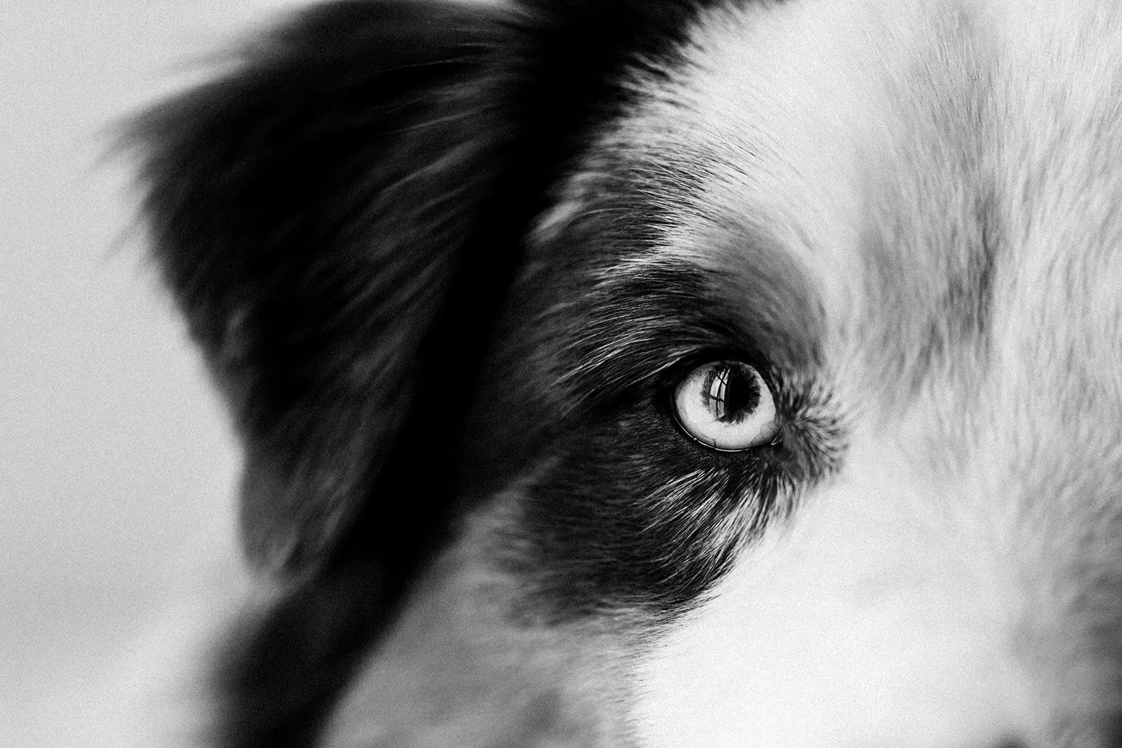 Buddy_PNW_Critter_Photography10.jpg