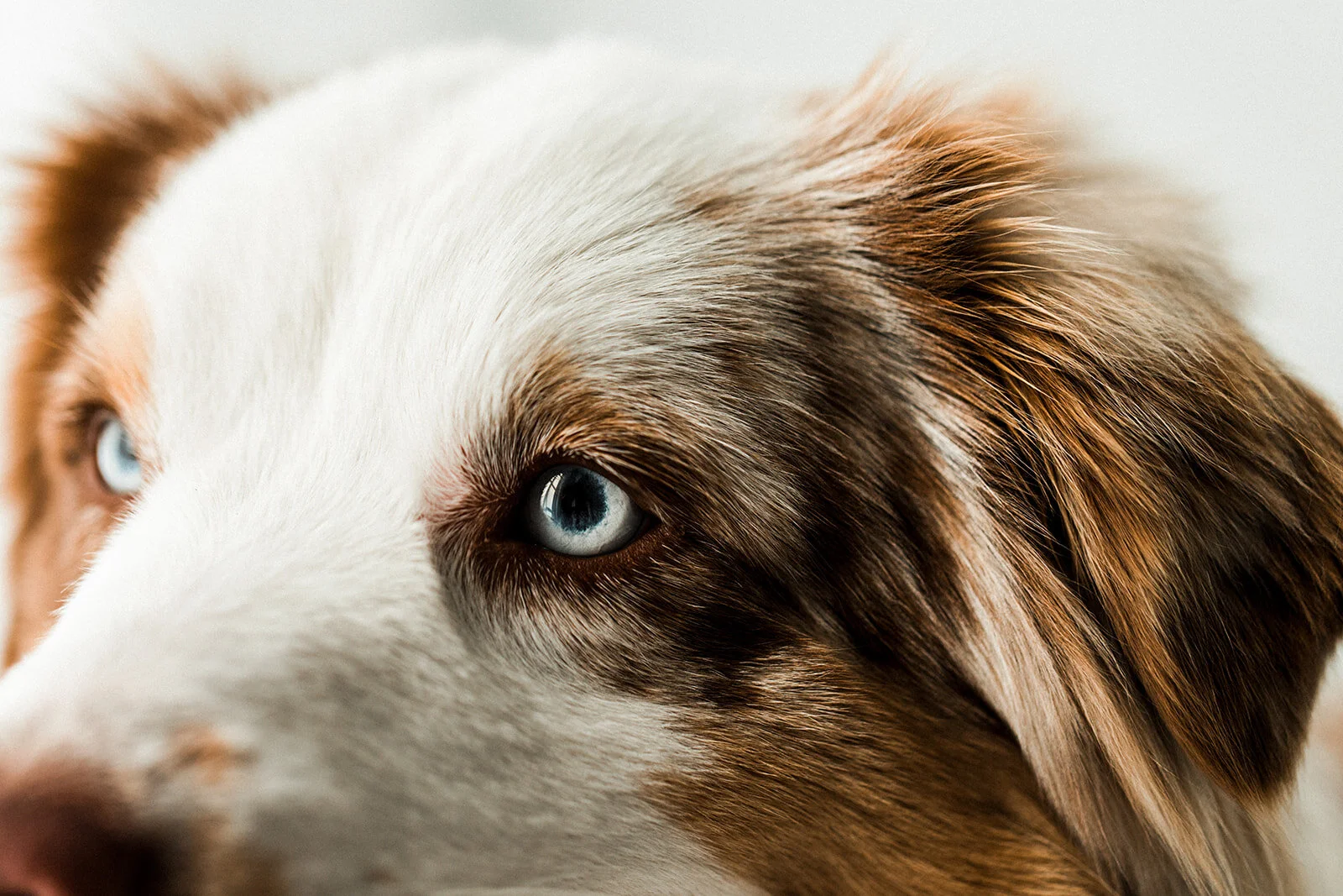 Buddy_PNW_Critter_Photography11.jpg