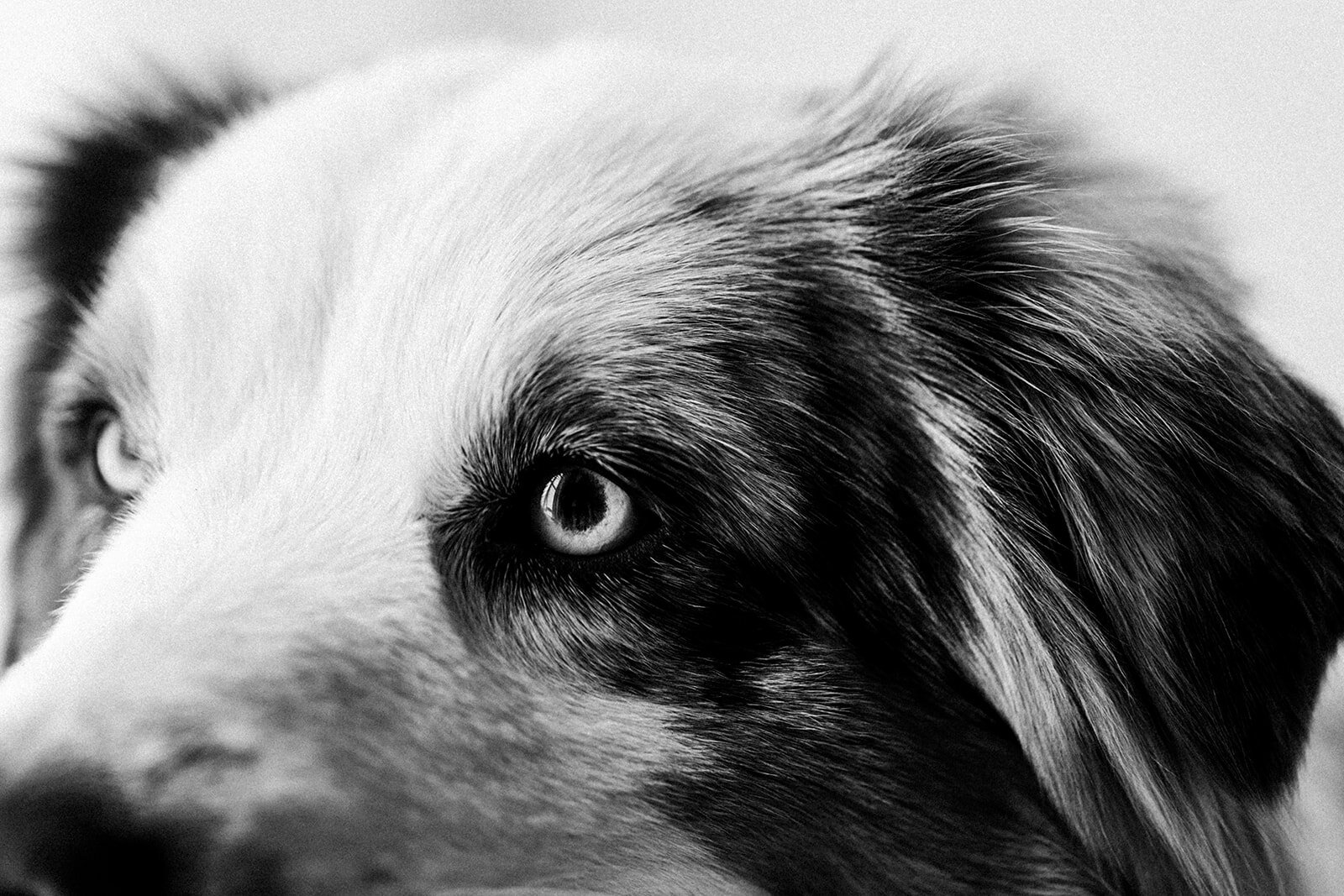 Buddy_PNW_Critter_Photography12.jpg