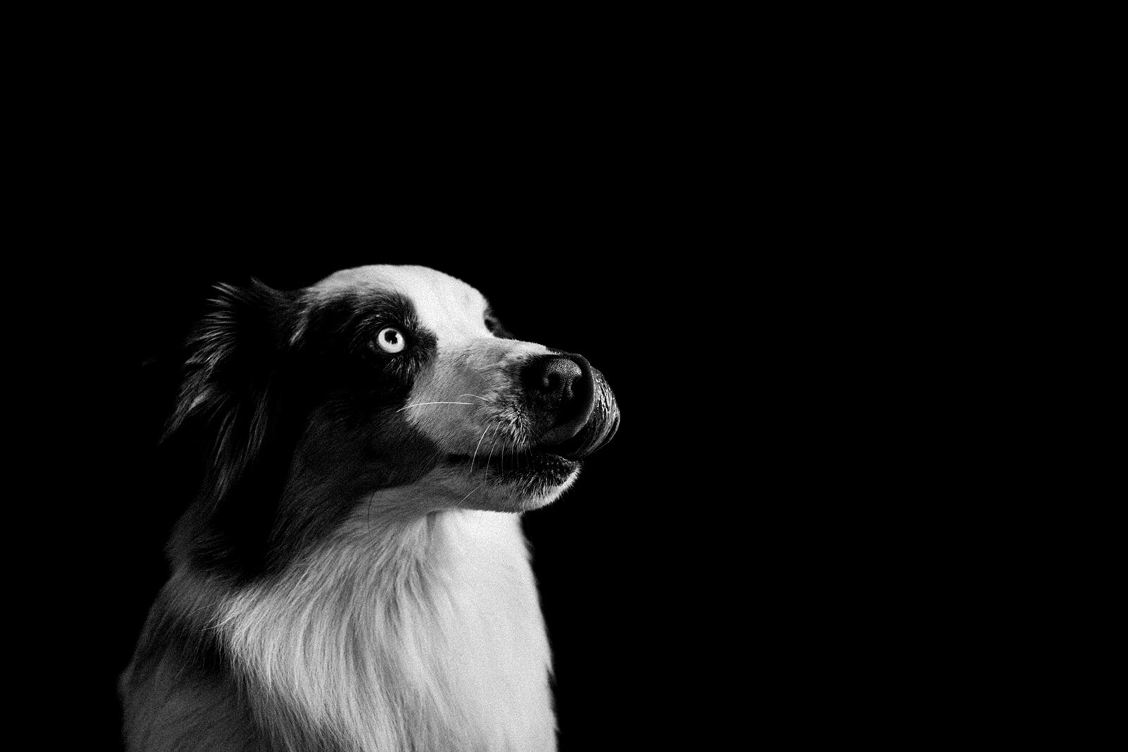Buddy_PNW_Critter_Photography18.jpg