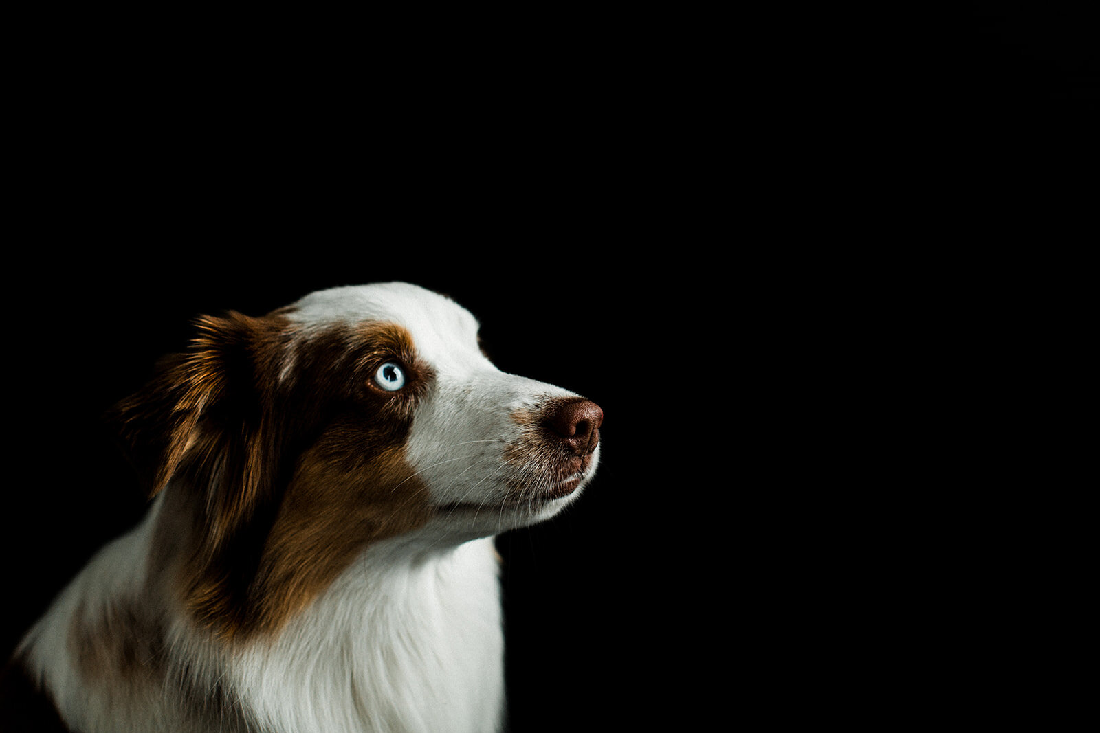 Buddy_PNW_Critter_Photography19.jpg