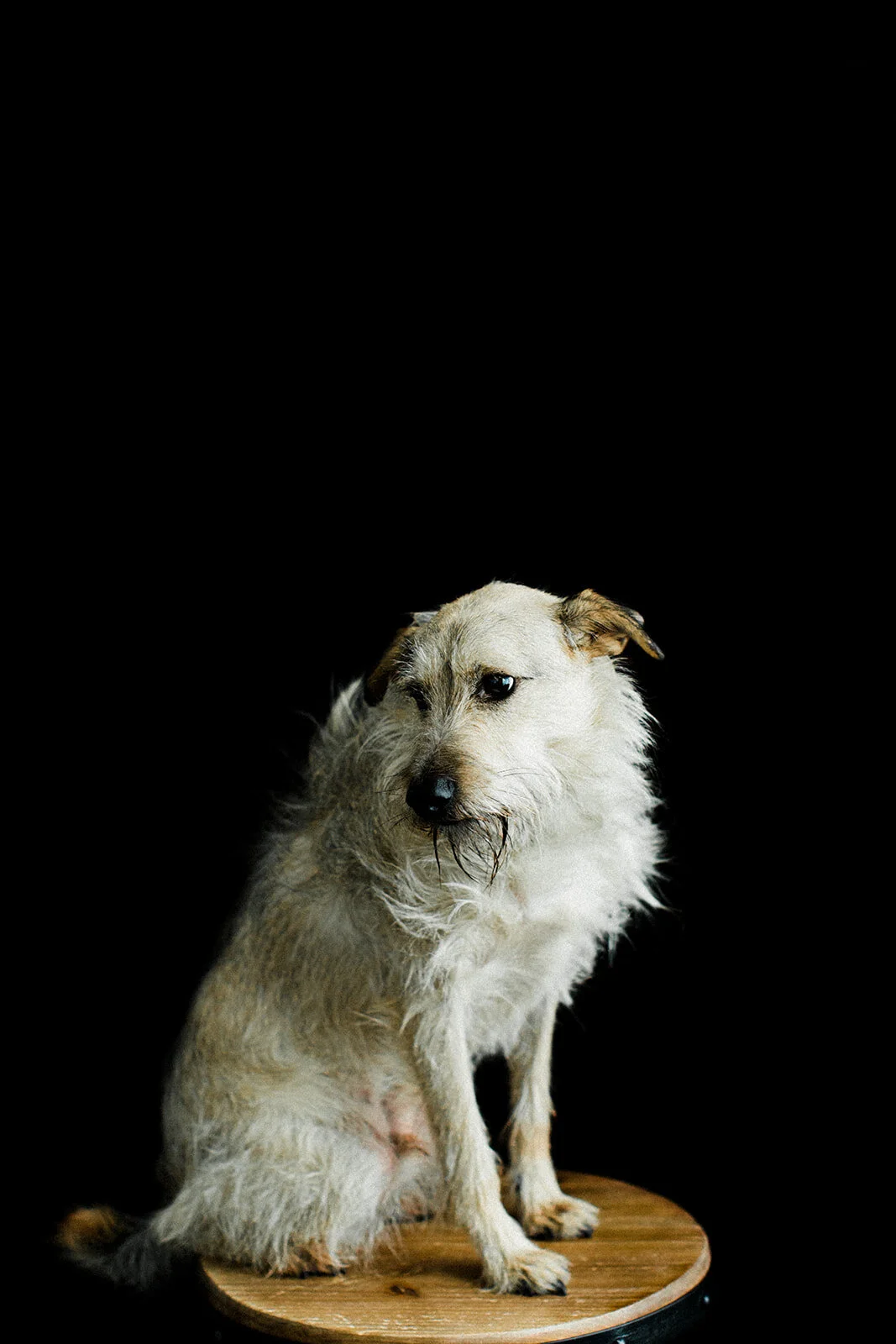 Ludo_Darby_PNW_Critter_Photography02.jpg