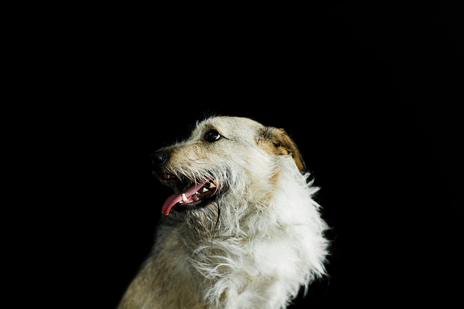 Ludo_Darby_PNW_Critter_Photography03.jpg