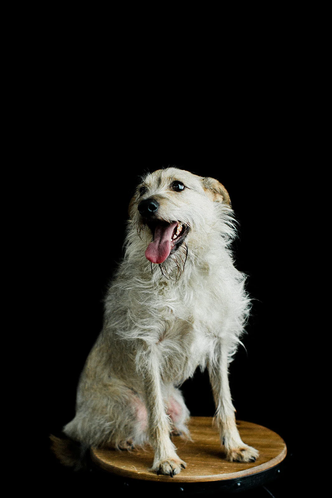 Ludo_Darby_PNW_Critter_Photography04.jpg