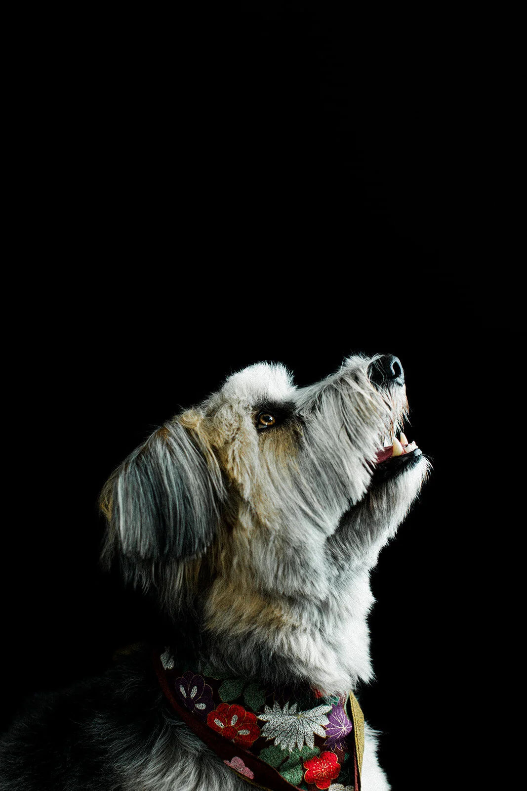 Ludo_Darby_PNW_Critter_Photography05.jpg