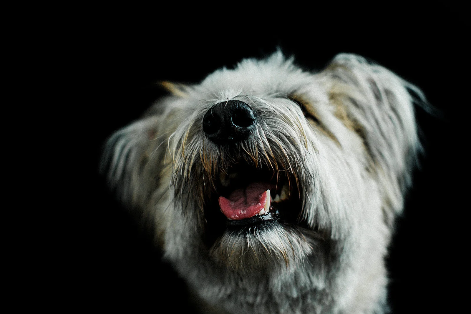 Ludo_Darby_PNW_Critter_Photography06.jpg