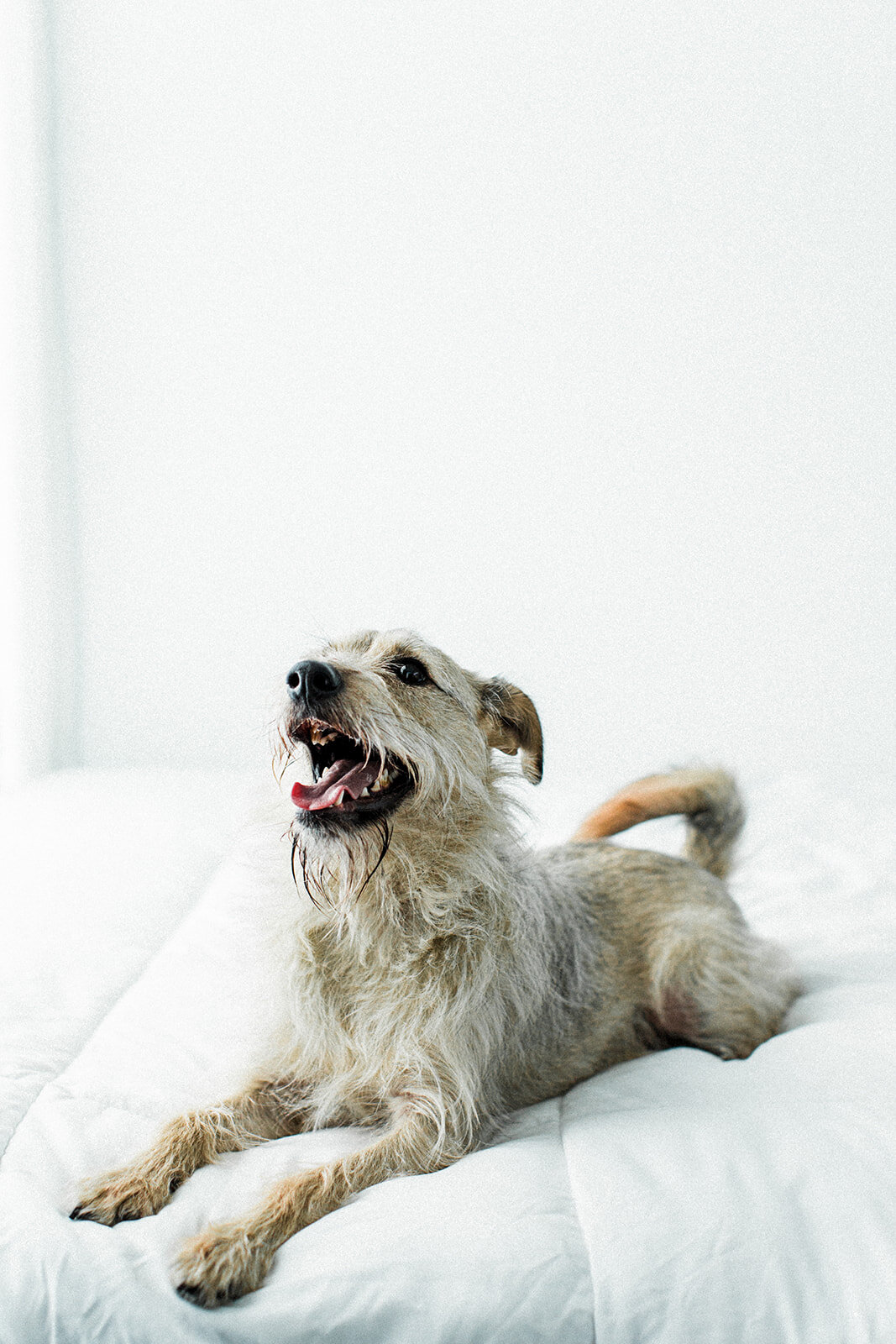 Ludo_Darby_PNW_Critter_Photography07.jpg