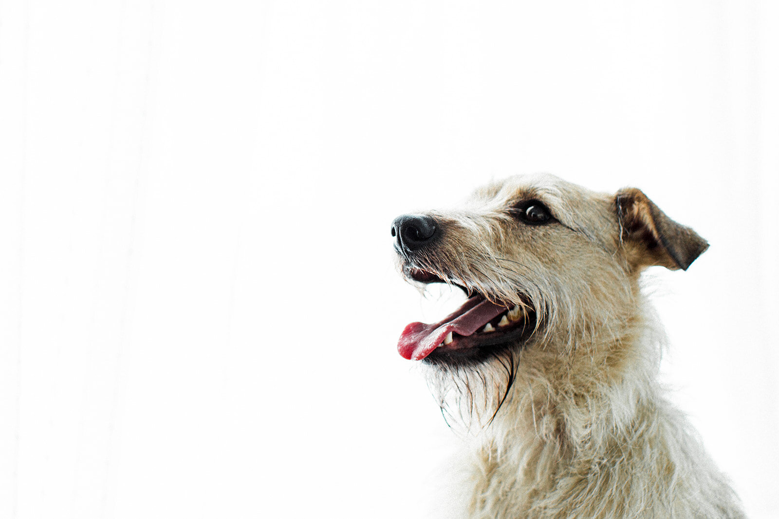 Ludo_Darby_PNW_Critter_Photography09.jpg