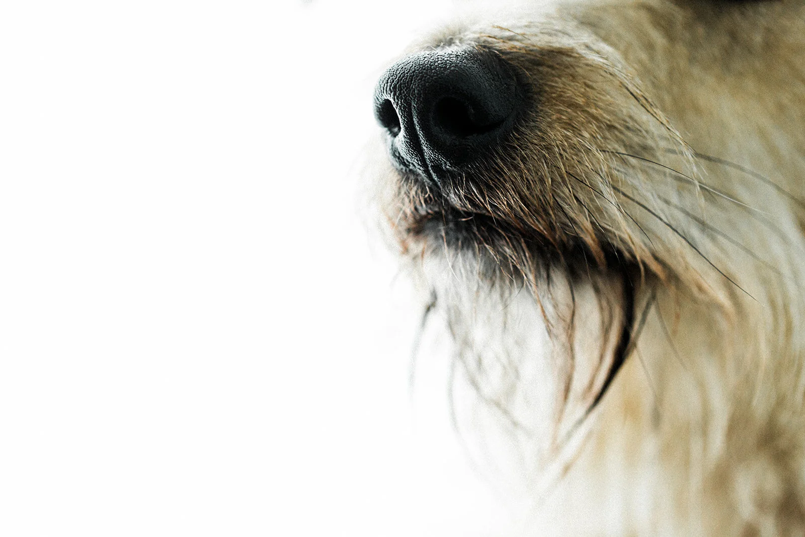 Ludo_Darby_PNW_Critter_Photography10.jpg