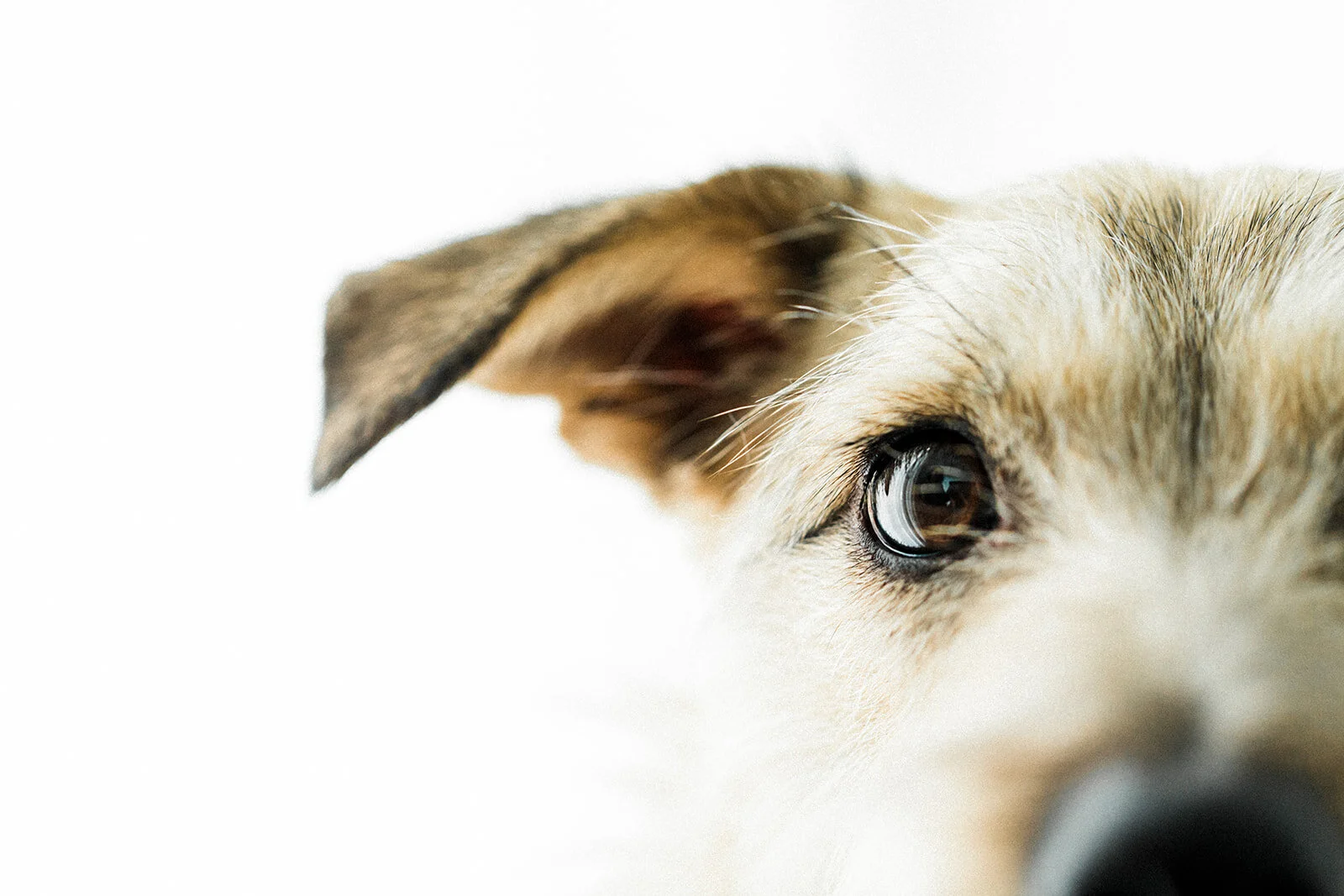 Ludo_Darby_PNW_Critter_Photography11.jpg