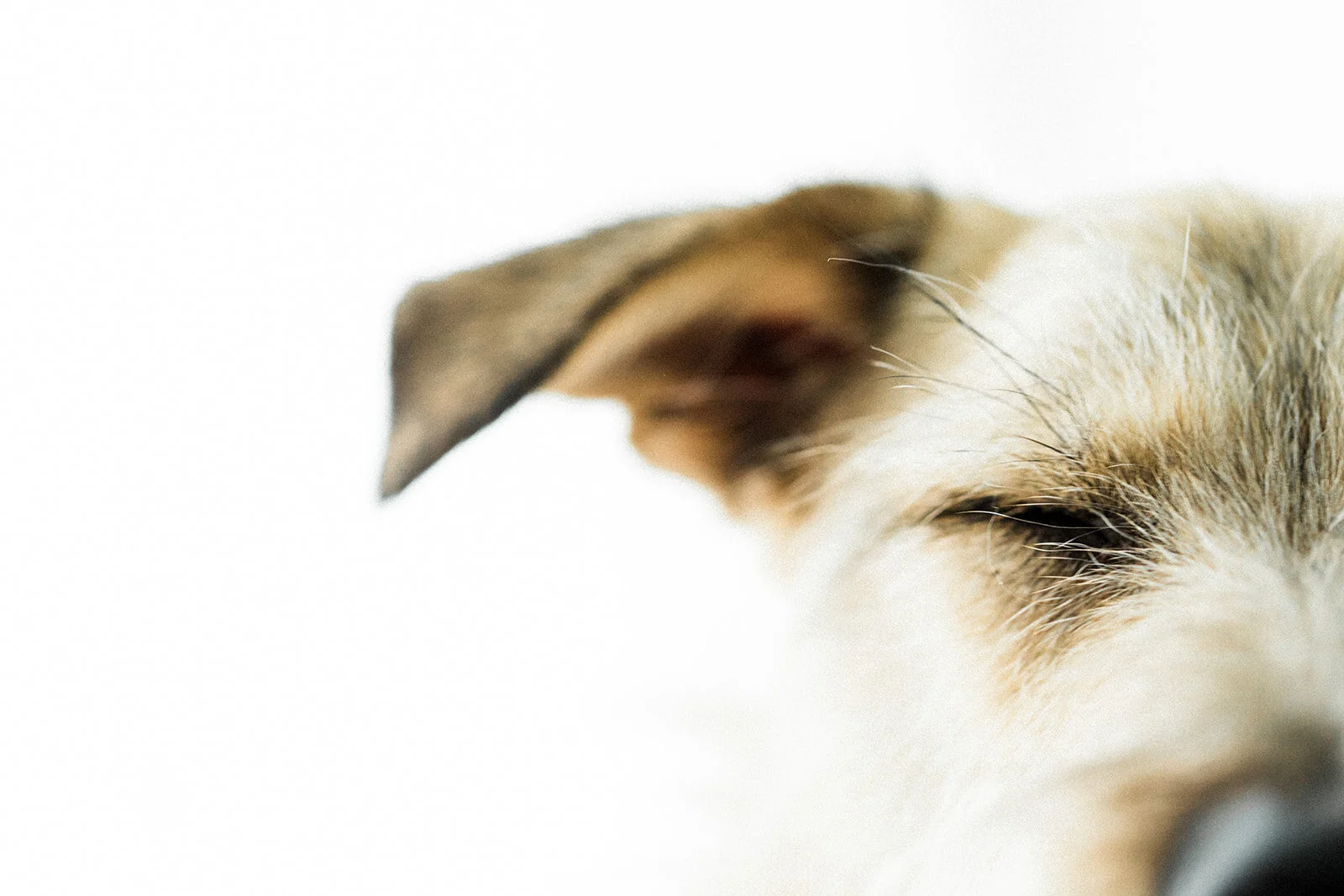 Ludo_Darby_PNW_Critter_Photography12.jpg
