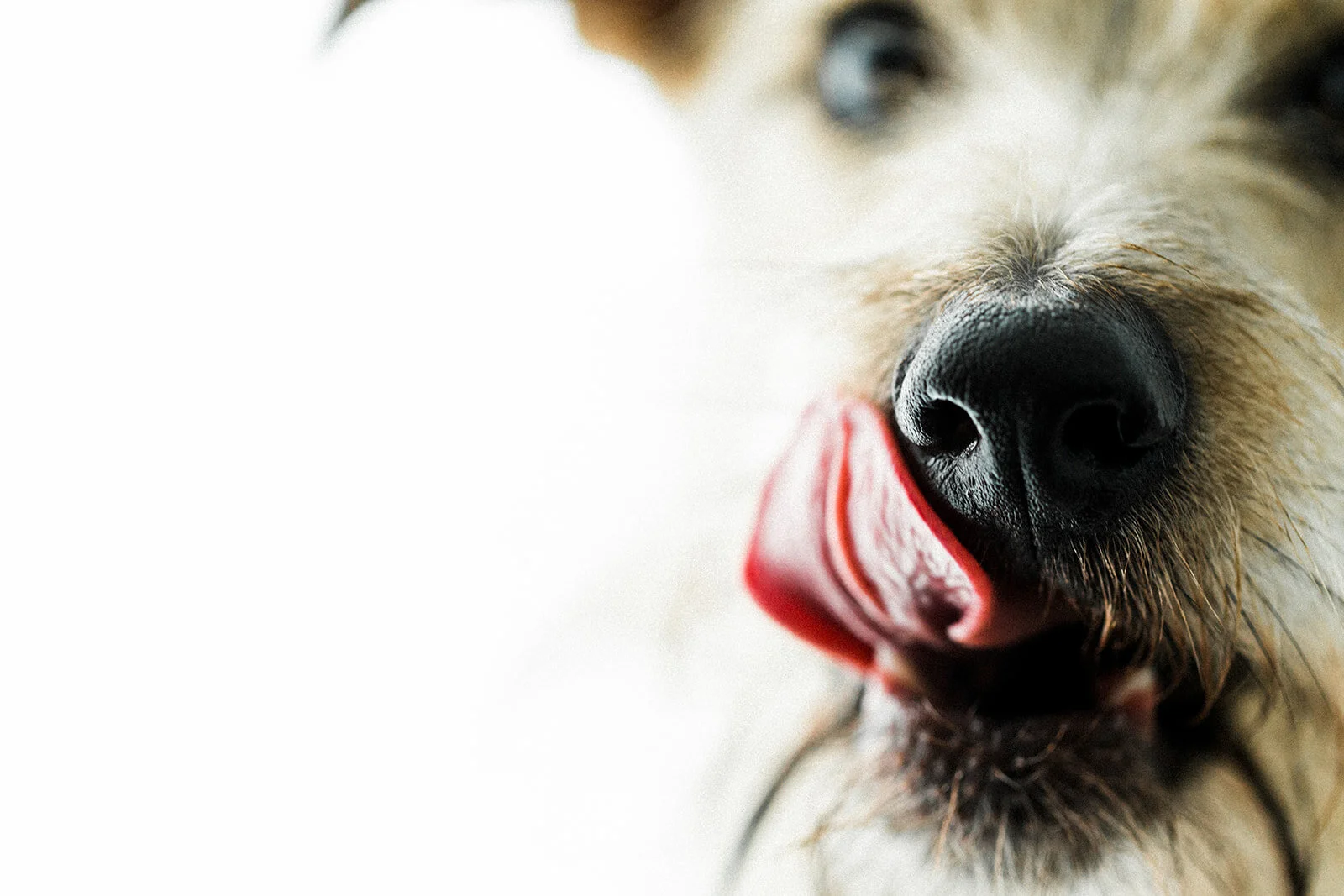 Ludo_Darby_PNW_Critter_Photography13.jpg