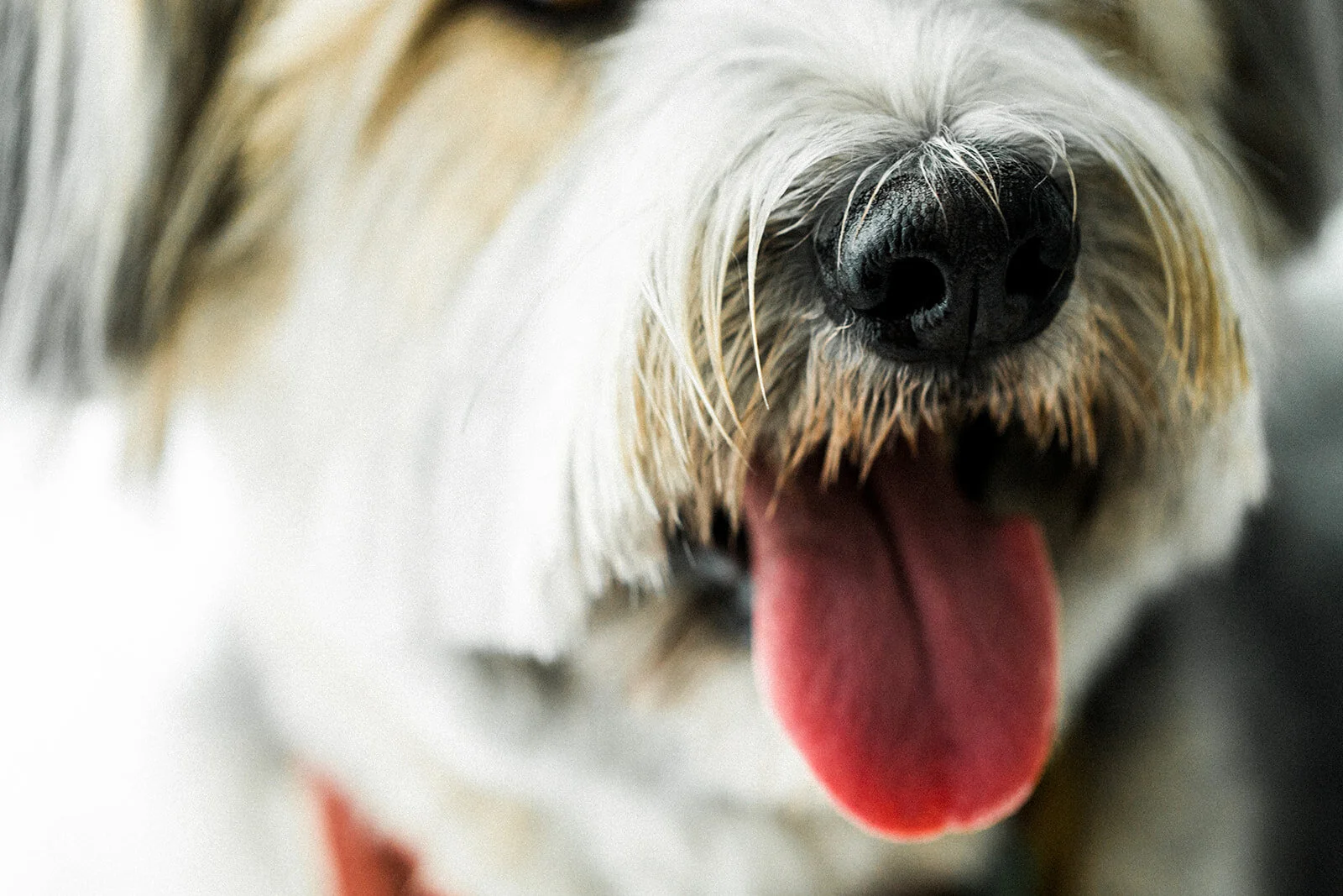 Ludo_Darby_PNW_Critter_Photography14.jpg