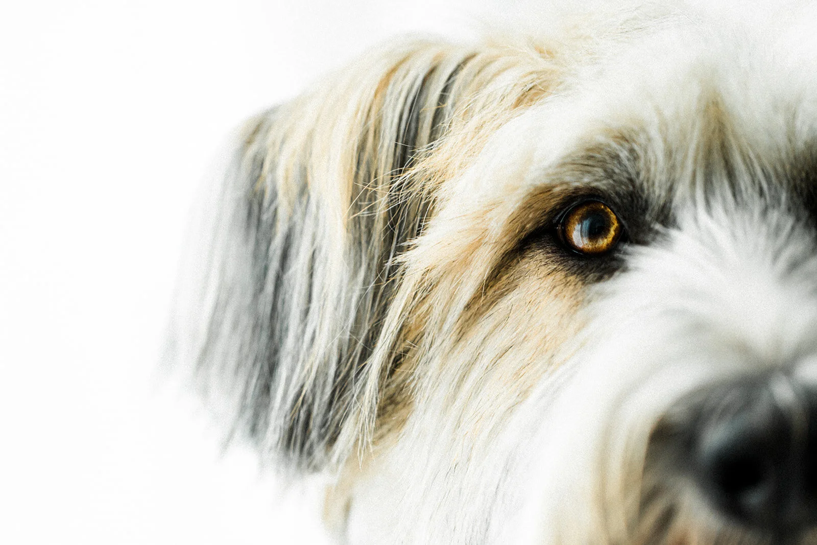 Ludo_Darby_PNW_Critter_Photography15.jpg