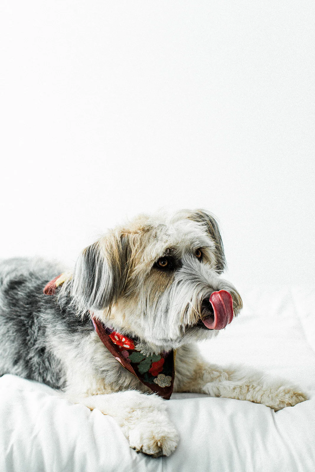 Ludo_Darby_PNW_Critter_Photography16.jpg