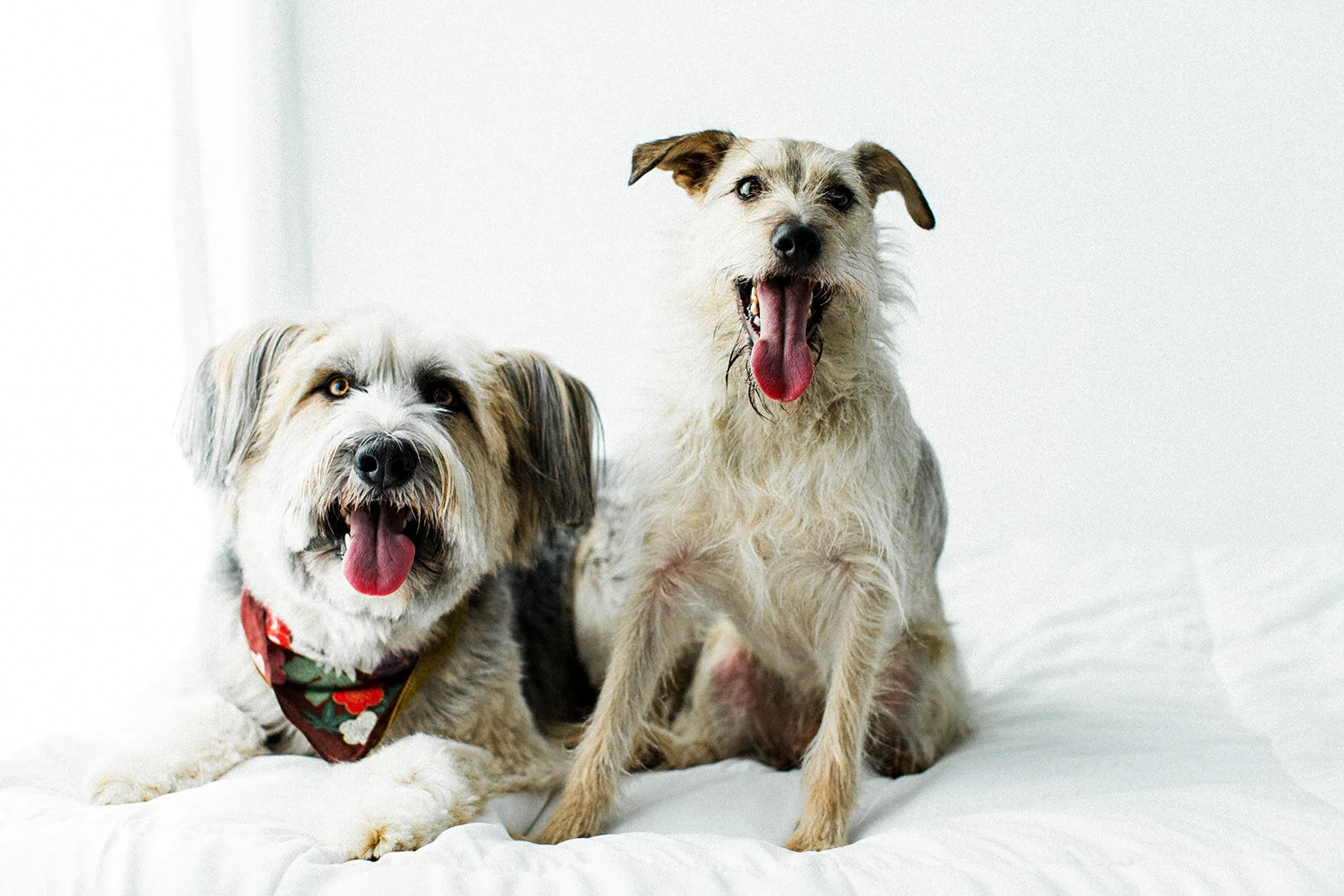 Ludo_Darby_PNW_Critter_Photography19.jpg