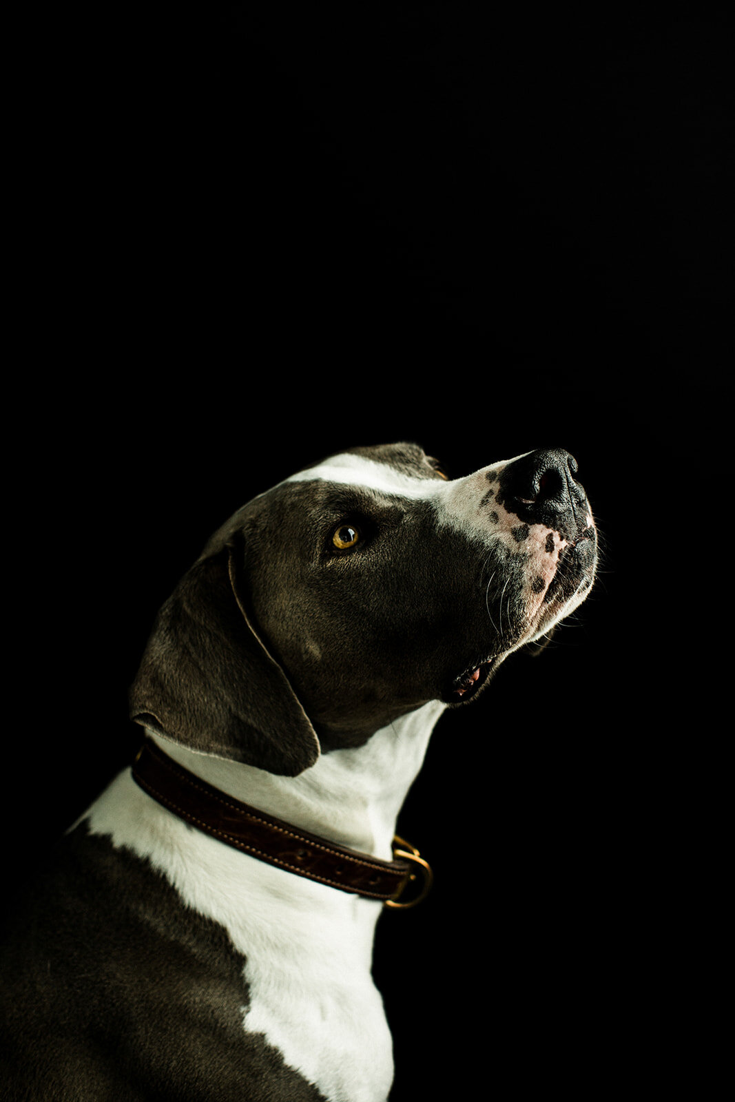 Hudson_PNW_Critter_Photography07_websize.jpg