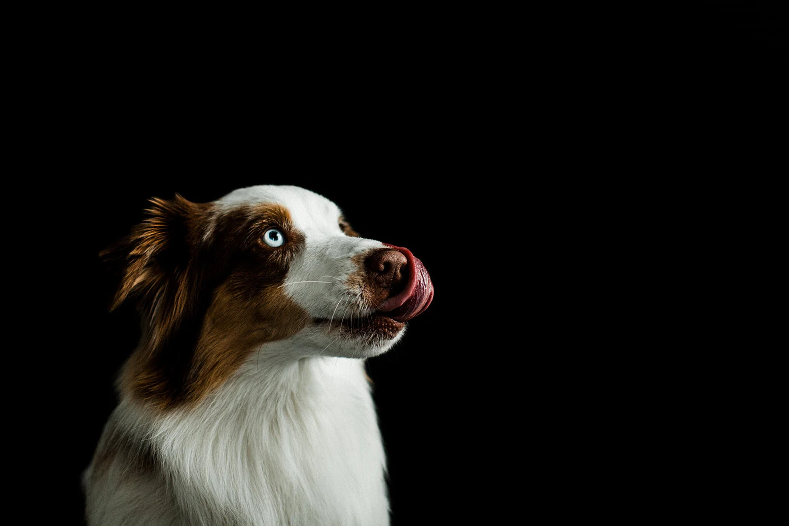 Buddy_PNW_Critter_Photography17_websize.jpg