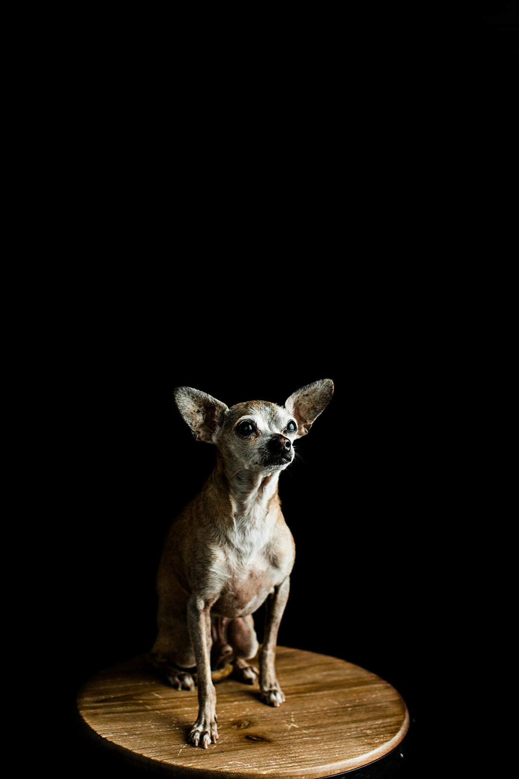 Fergus_PNW_Critter_Photography17_websize.jpg