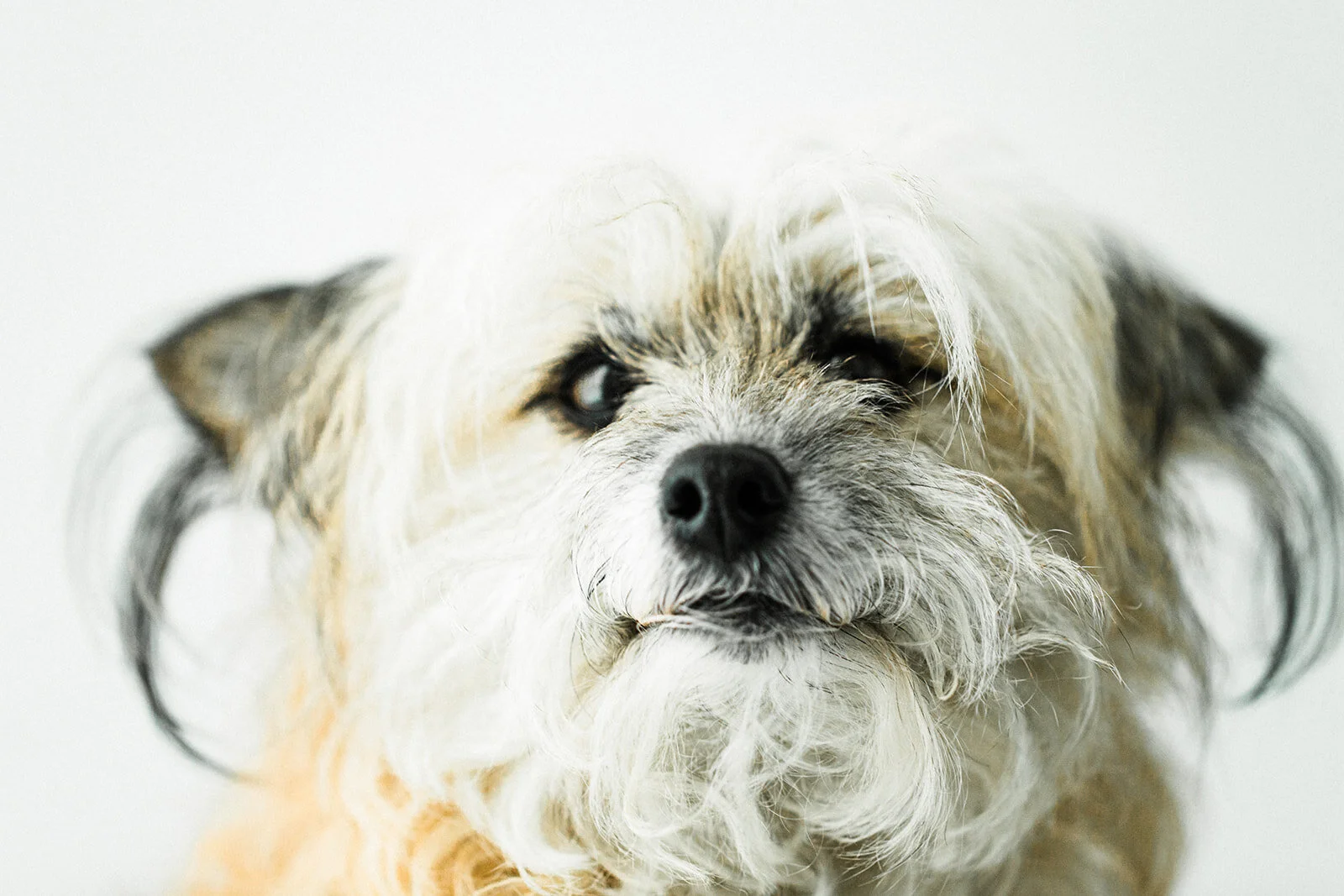Pidge_PNW_Critter_Photography07_websize.jpg