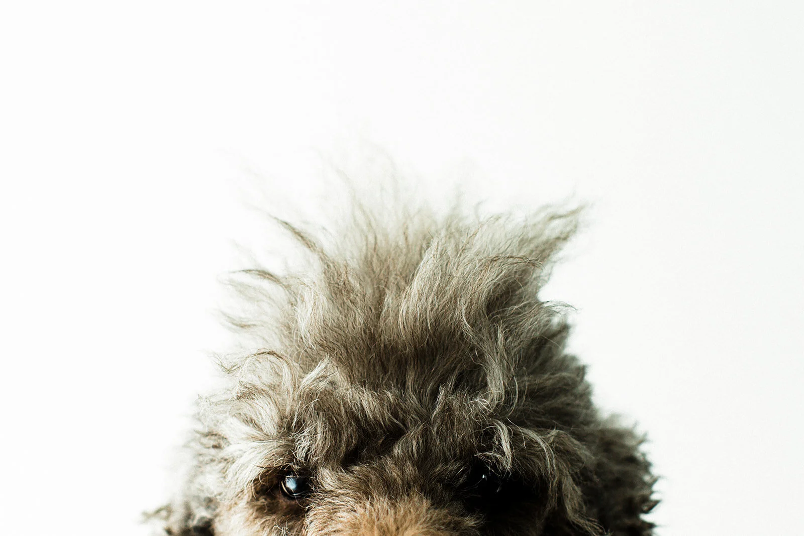 Lux_PNW_Critter_Photography21_websize.jpg