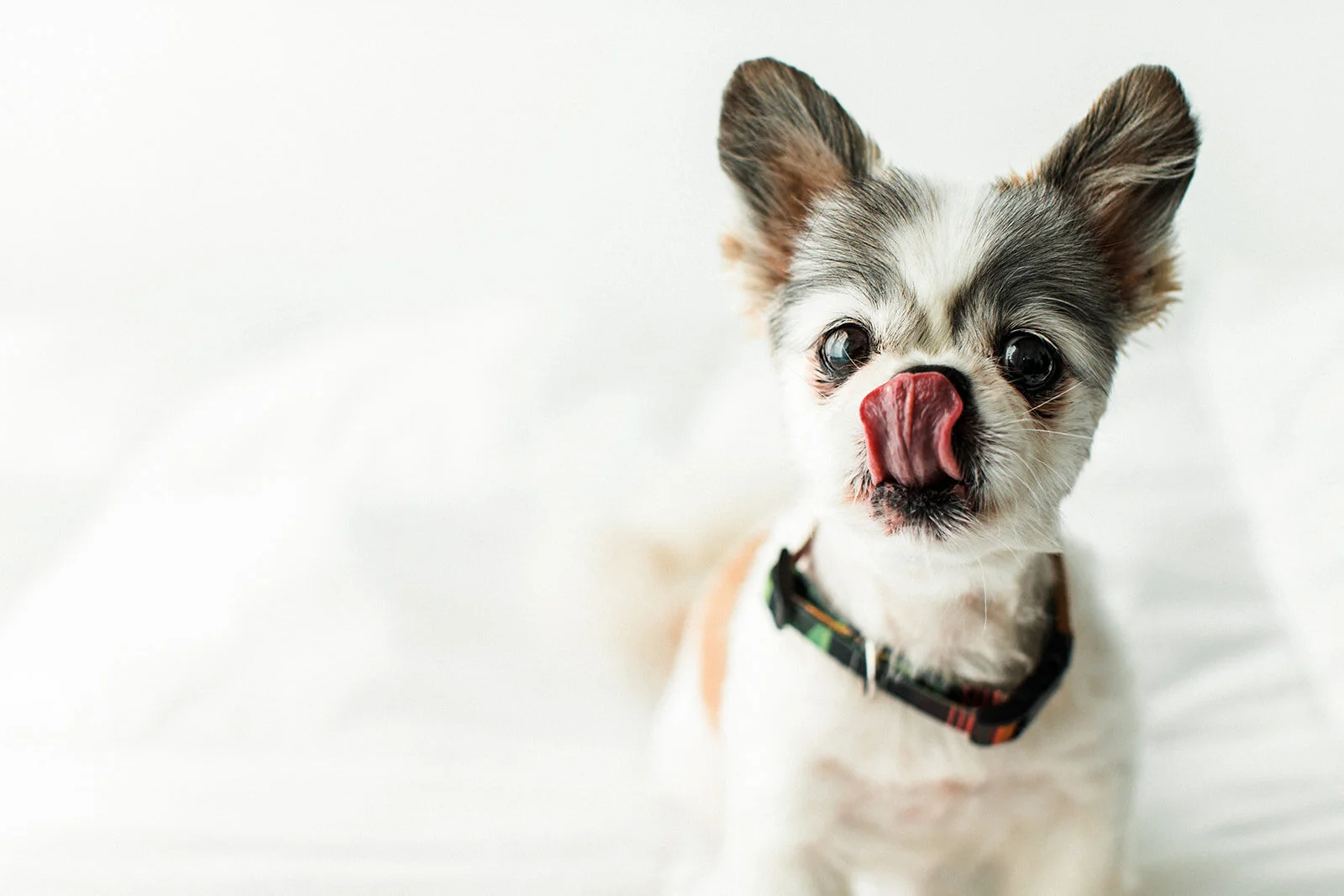 Benny_PNW_Critter_Photography01_websize.jpg