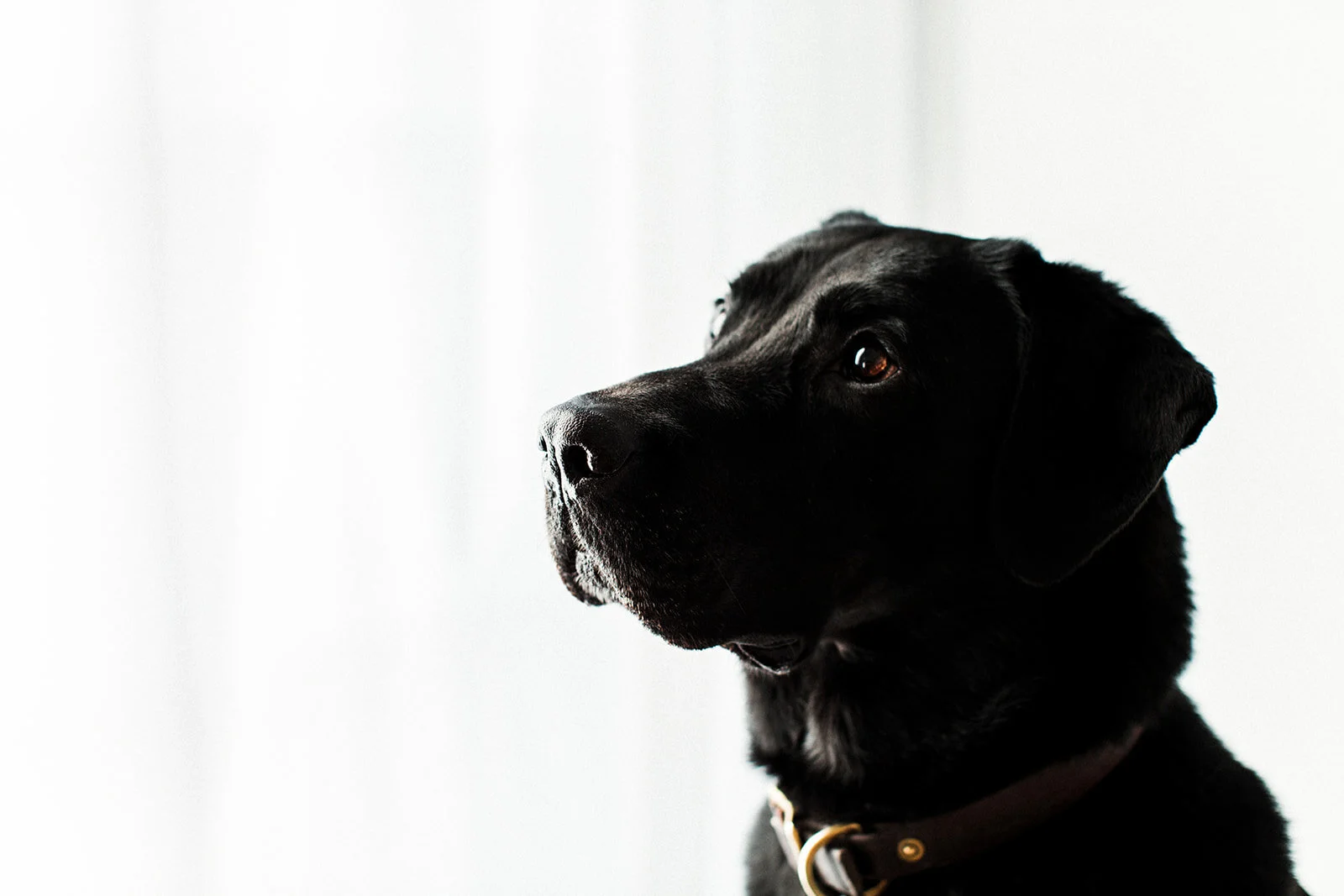 Weber_Critters_PNW_Critter_Photography05_websize.jpg