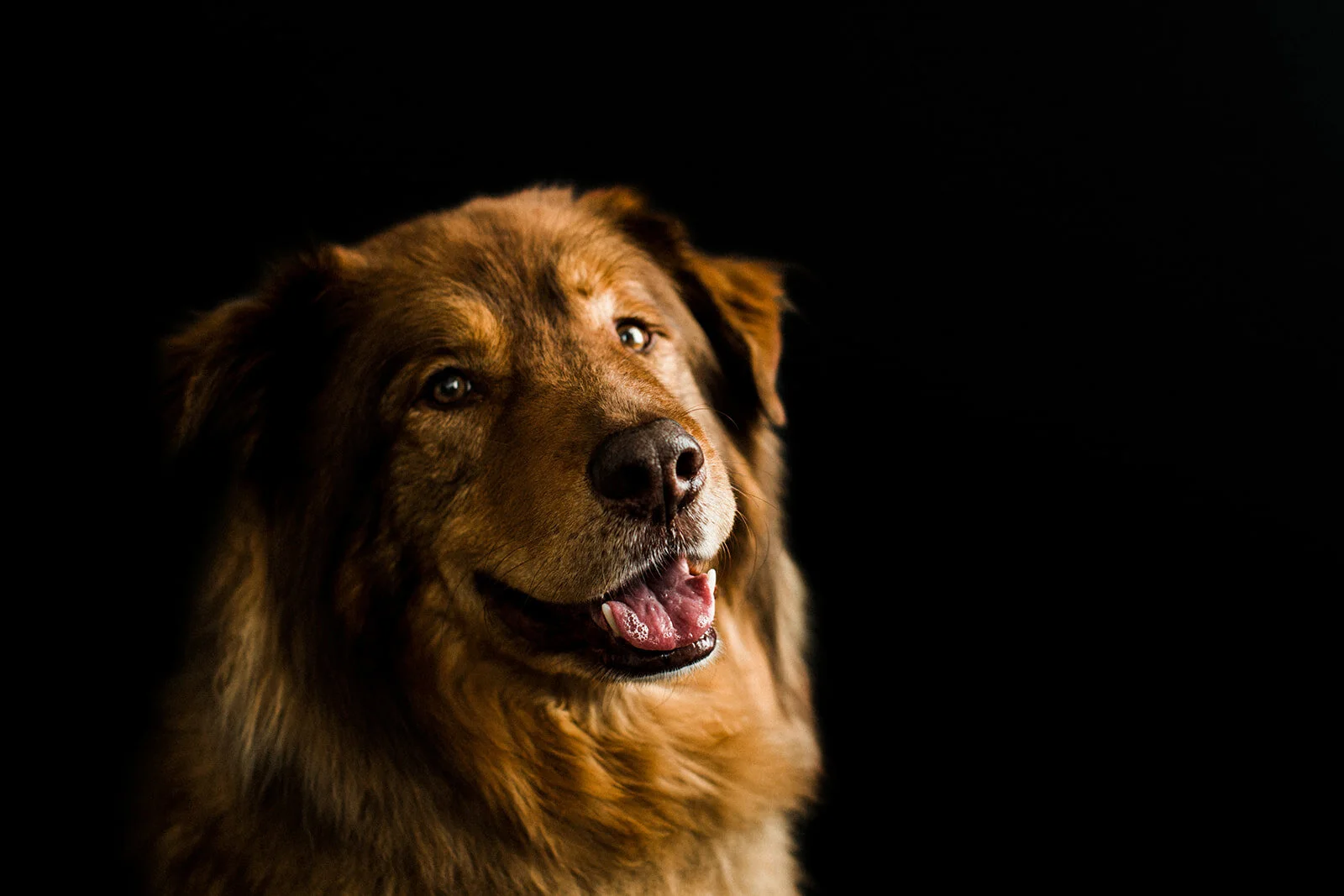 Mokiki_PNW_Critter_Photography15_websize.jpg