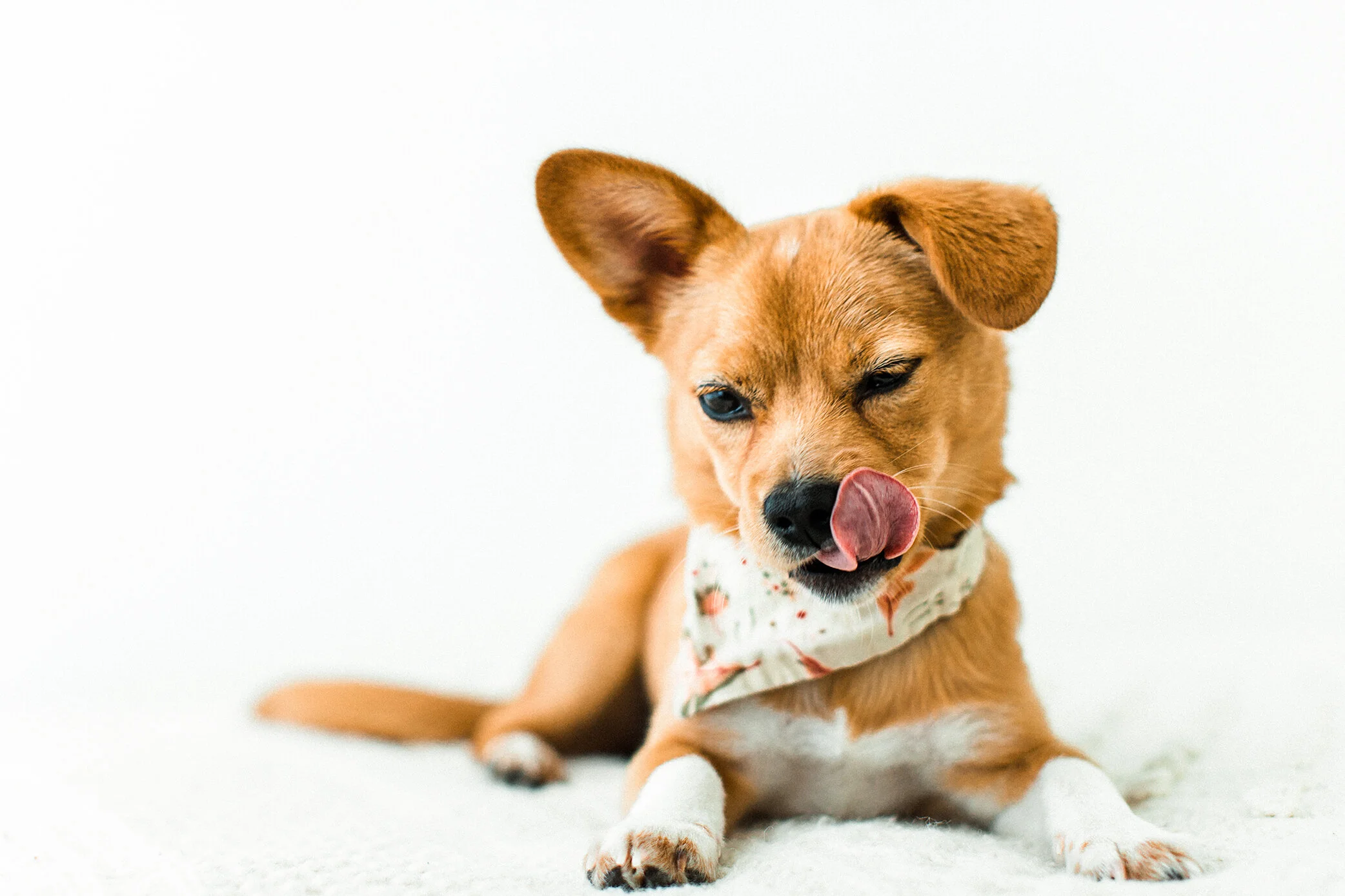 Tori_Wildhearts_Pet_Photography13.jpg