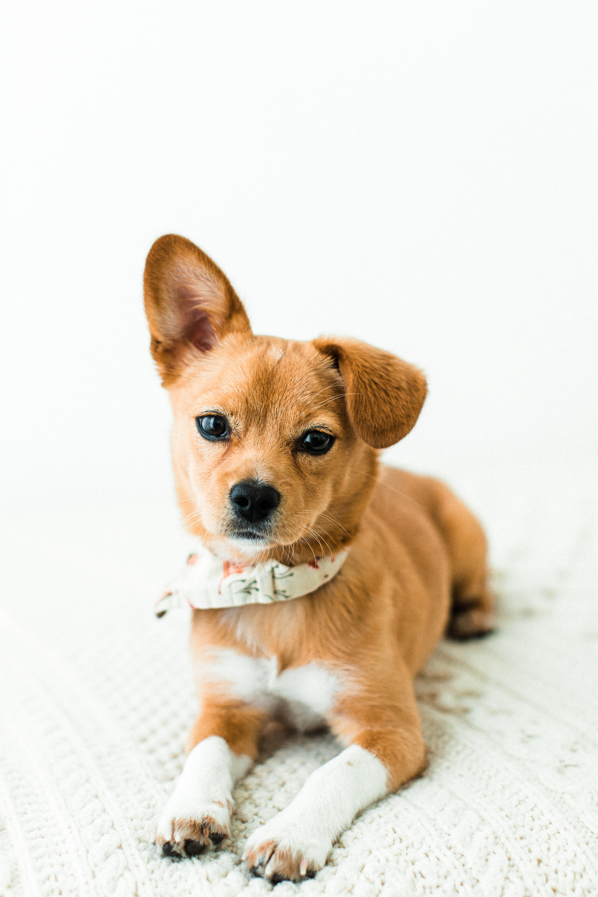 Tori_Wildhearts_Pet_Photography11.jpg
