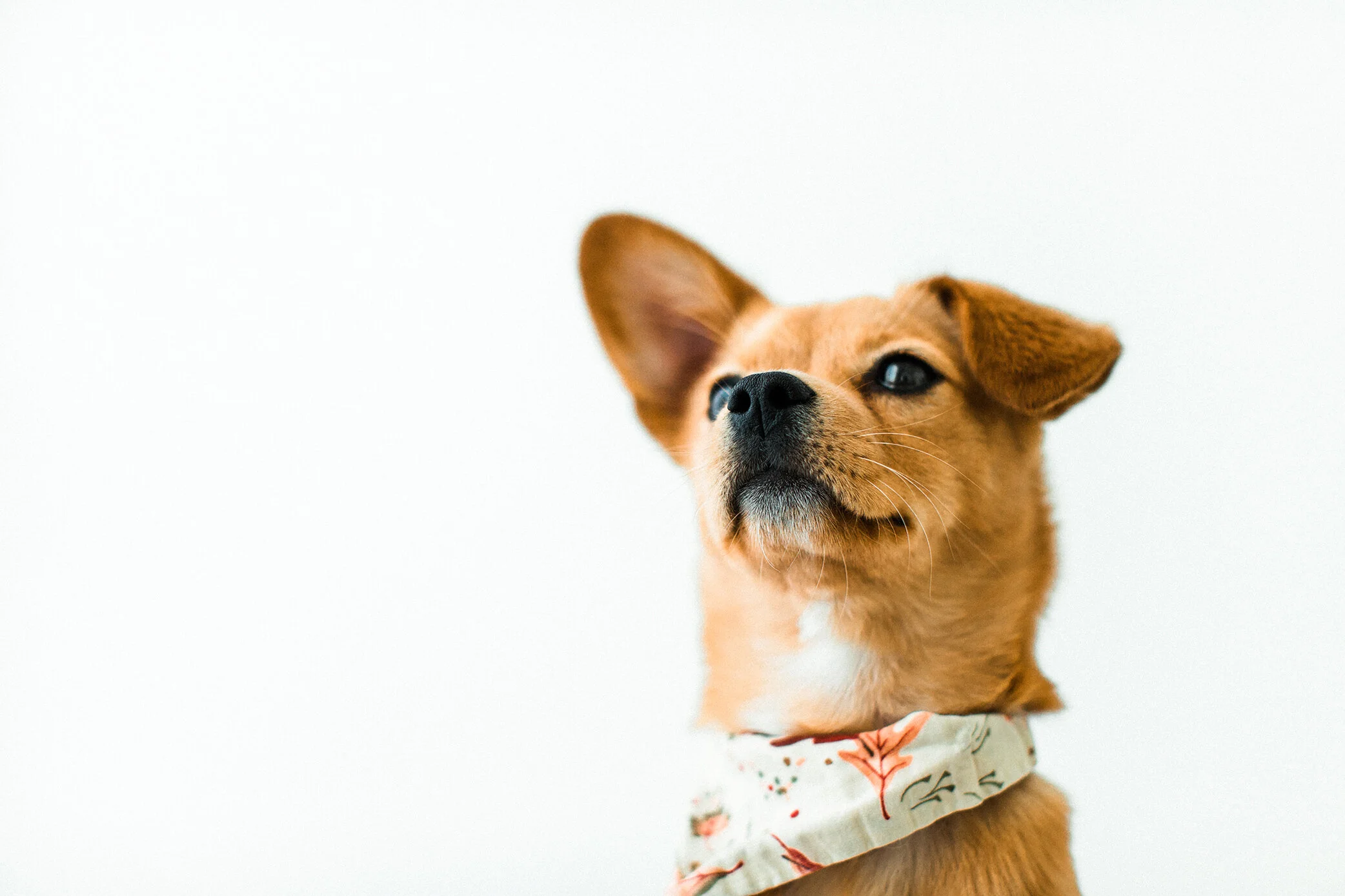 Tori_Wildhearts_Pet_Photography14.jpg