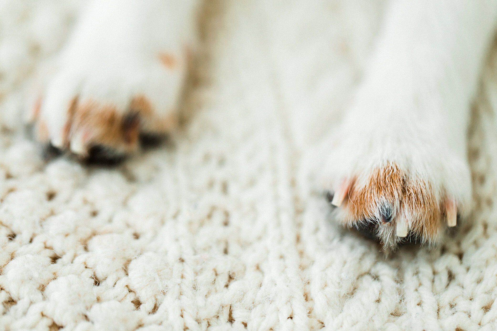 Tori_Wildhearts_Pet_Photography15.jpg