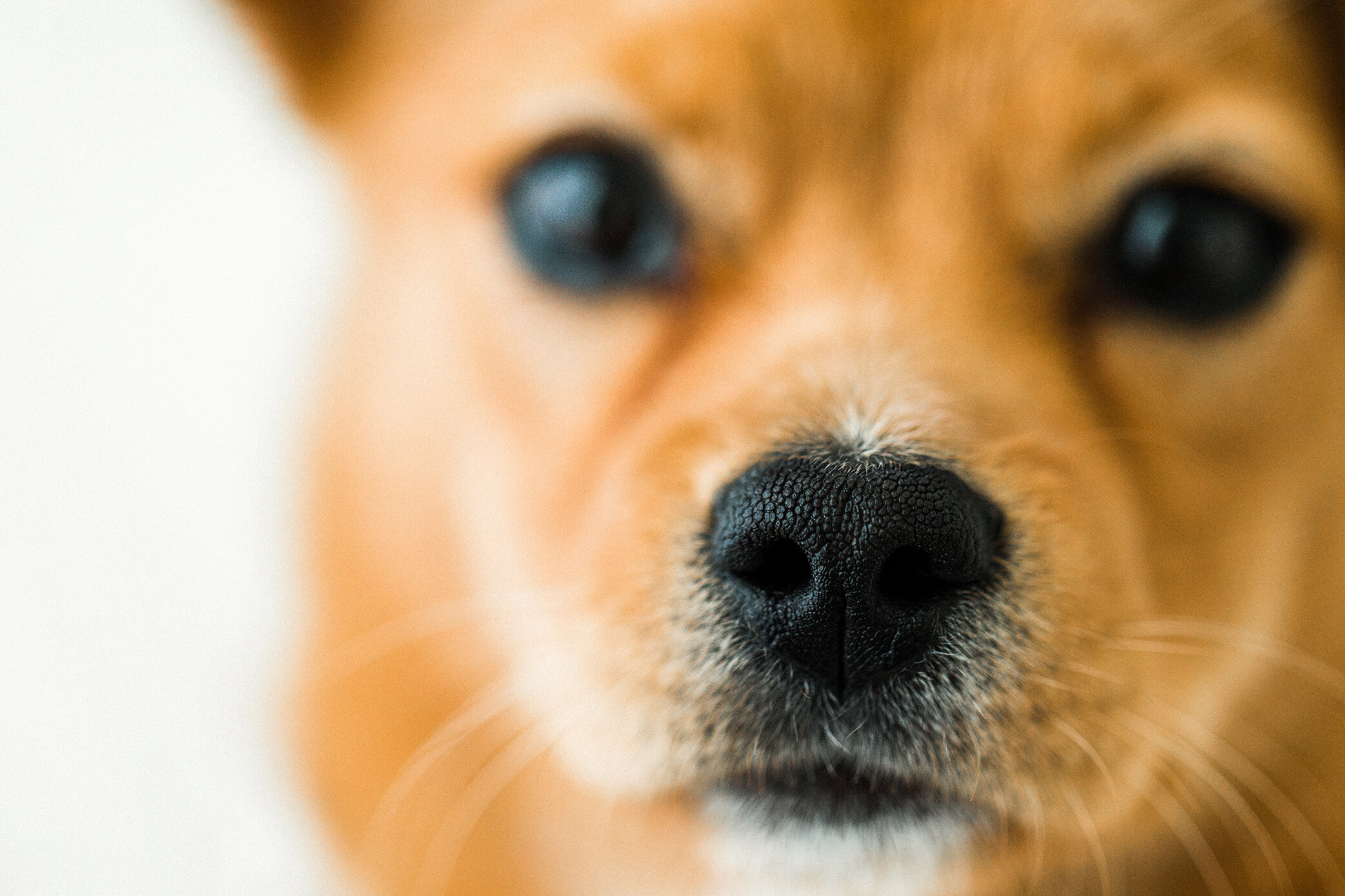 Tori_Wildhearts_Pet_Photography16.jpg