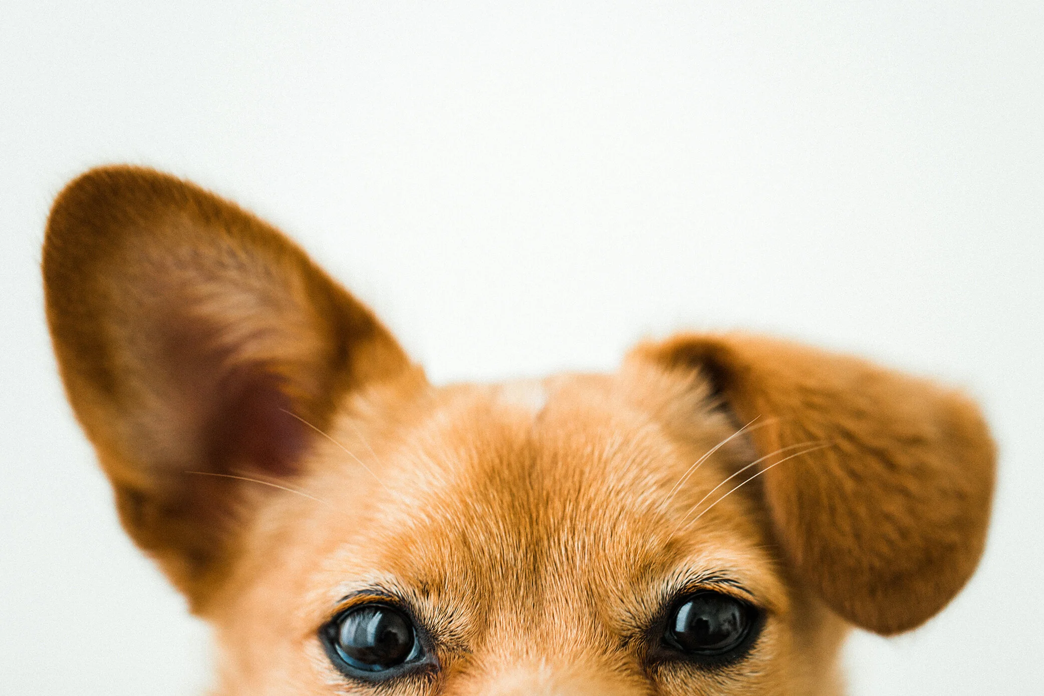 Tori_Wildhearts_Pet_Photography17.jpg