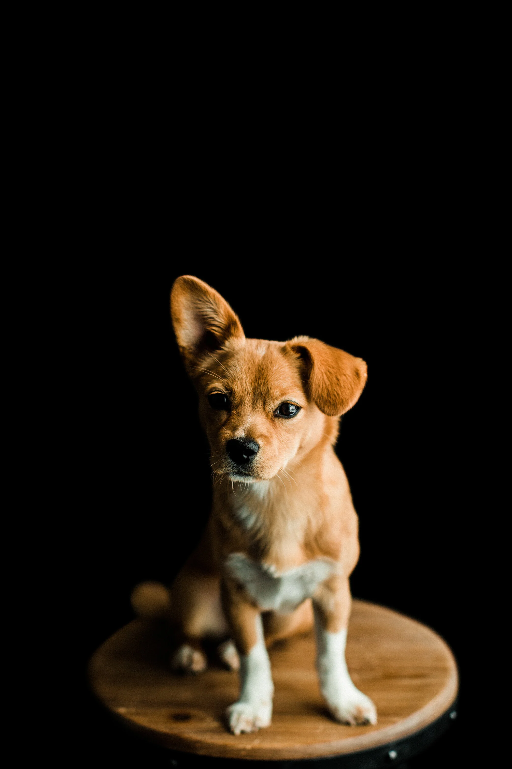 Tori_Wildhearts_Pet_Photography18.jpg