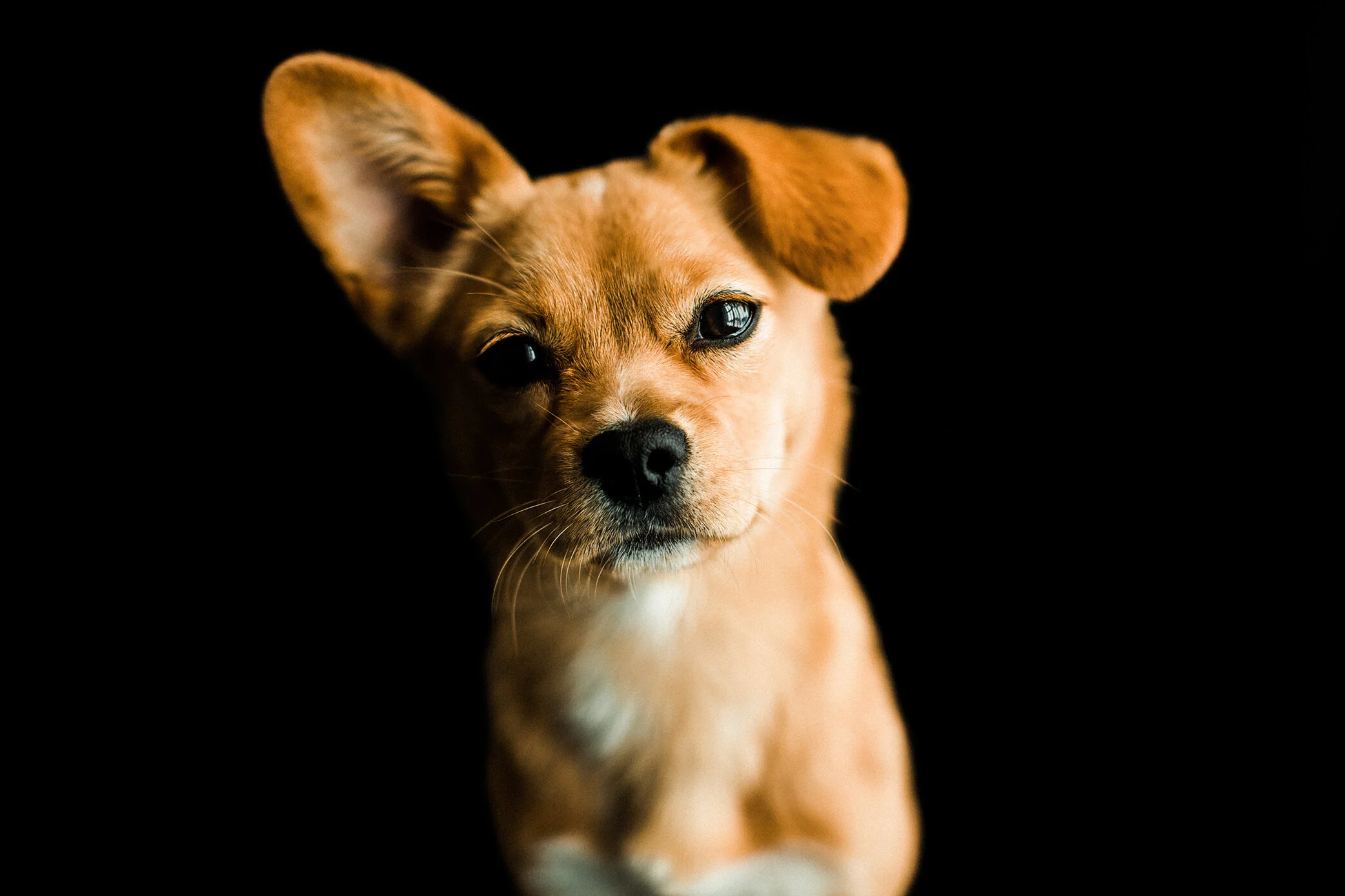Tori_Wildhearts_Pet_Photography19.jpg