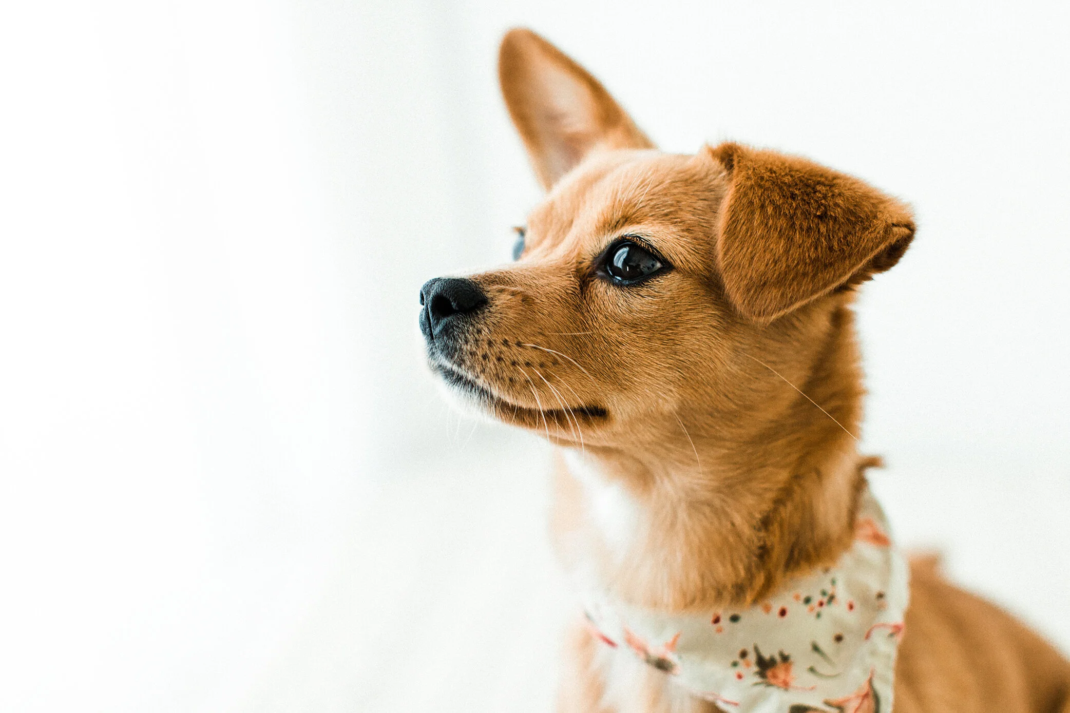 Tori_Wildhearts_Pet_Photography12.jpg