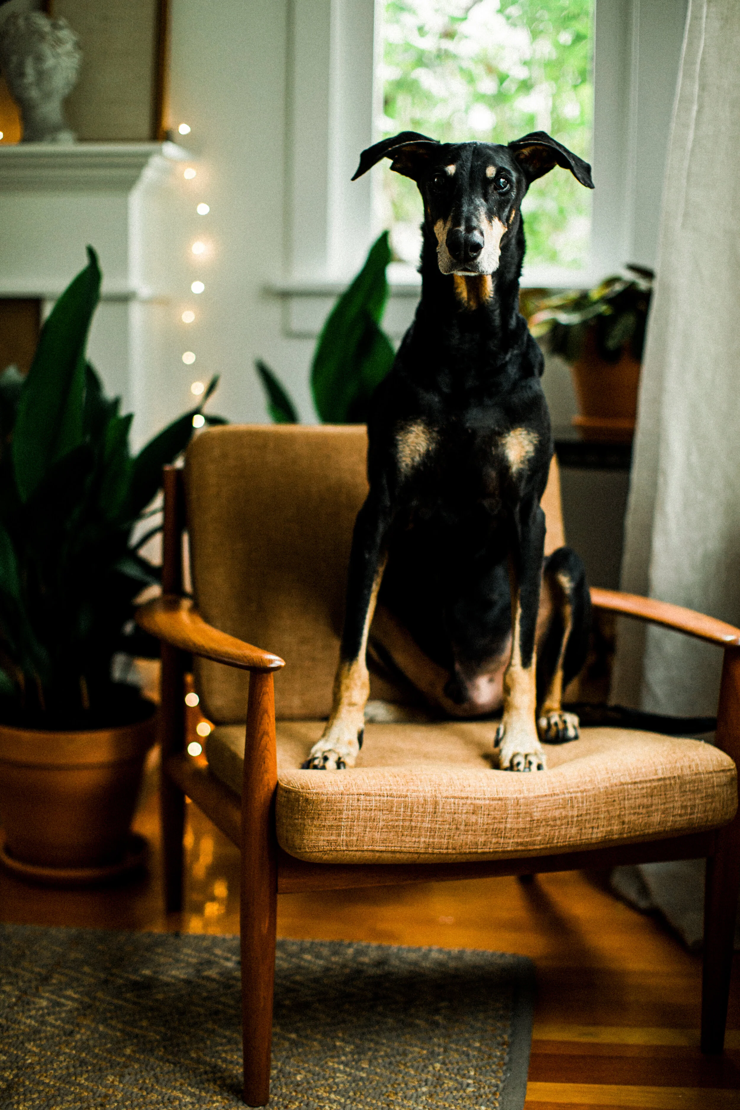 Hank_PNW_Critter_Photography07.jpg