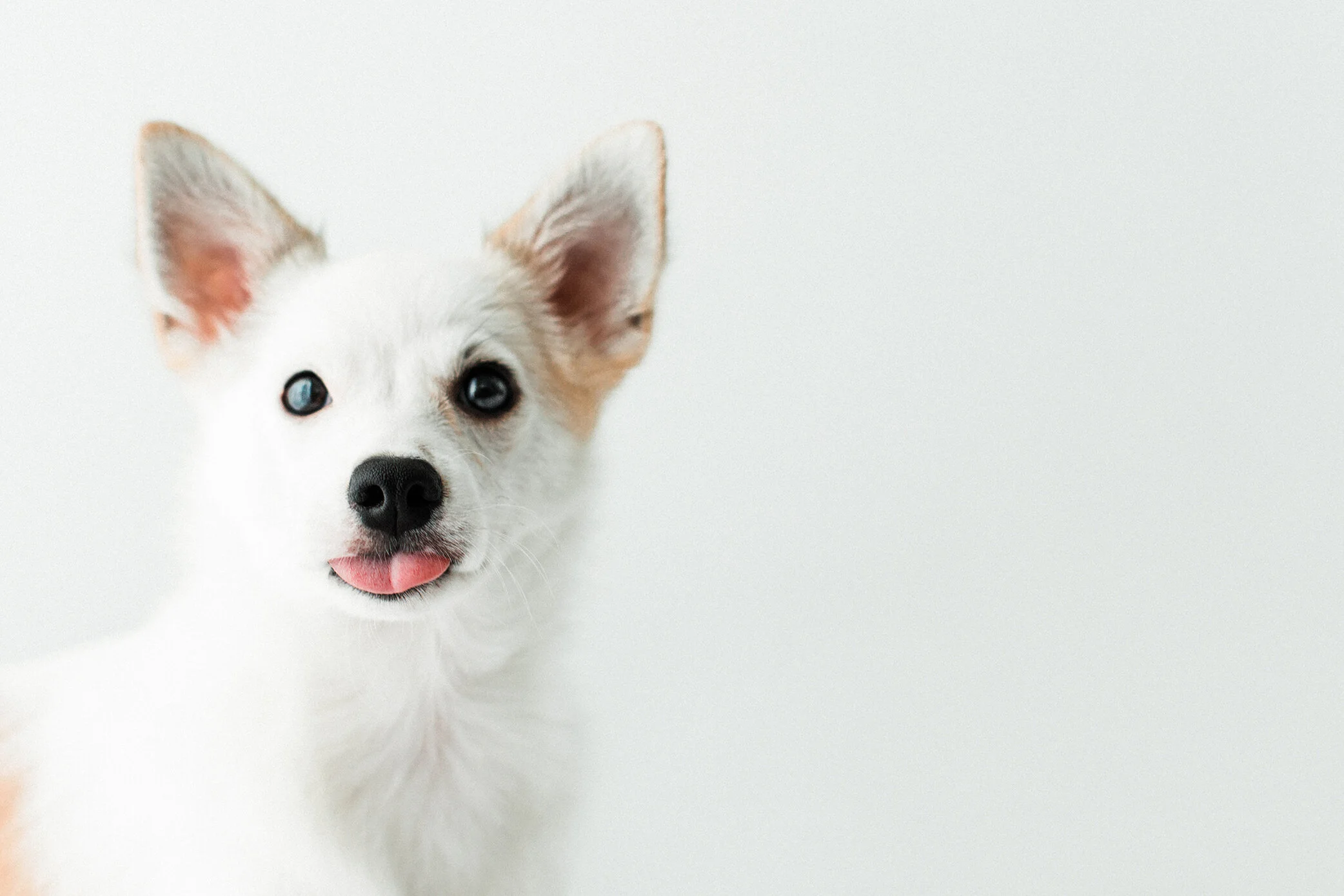 Wildhearts_Pet_Photography02.jpg